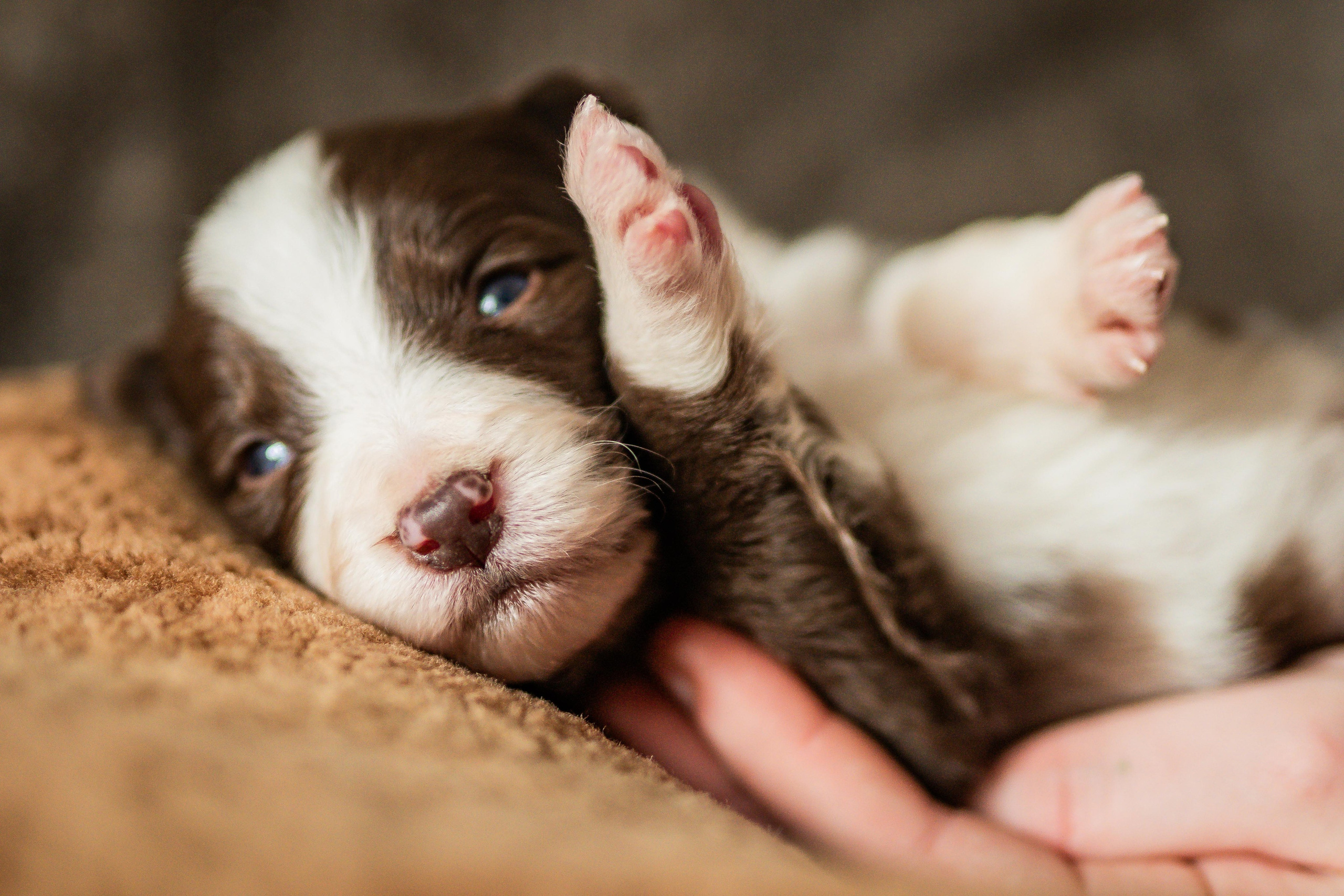Фритсвит. Семейный фотограф Ефремова Виктория