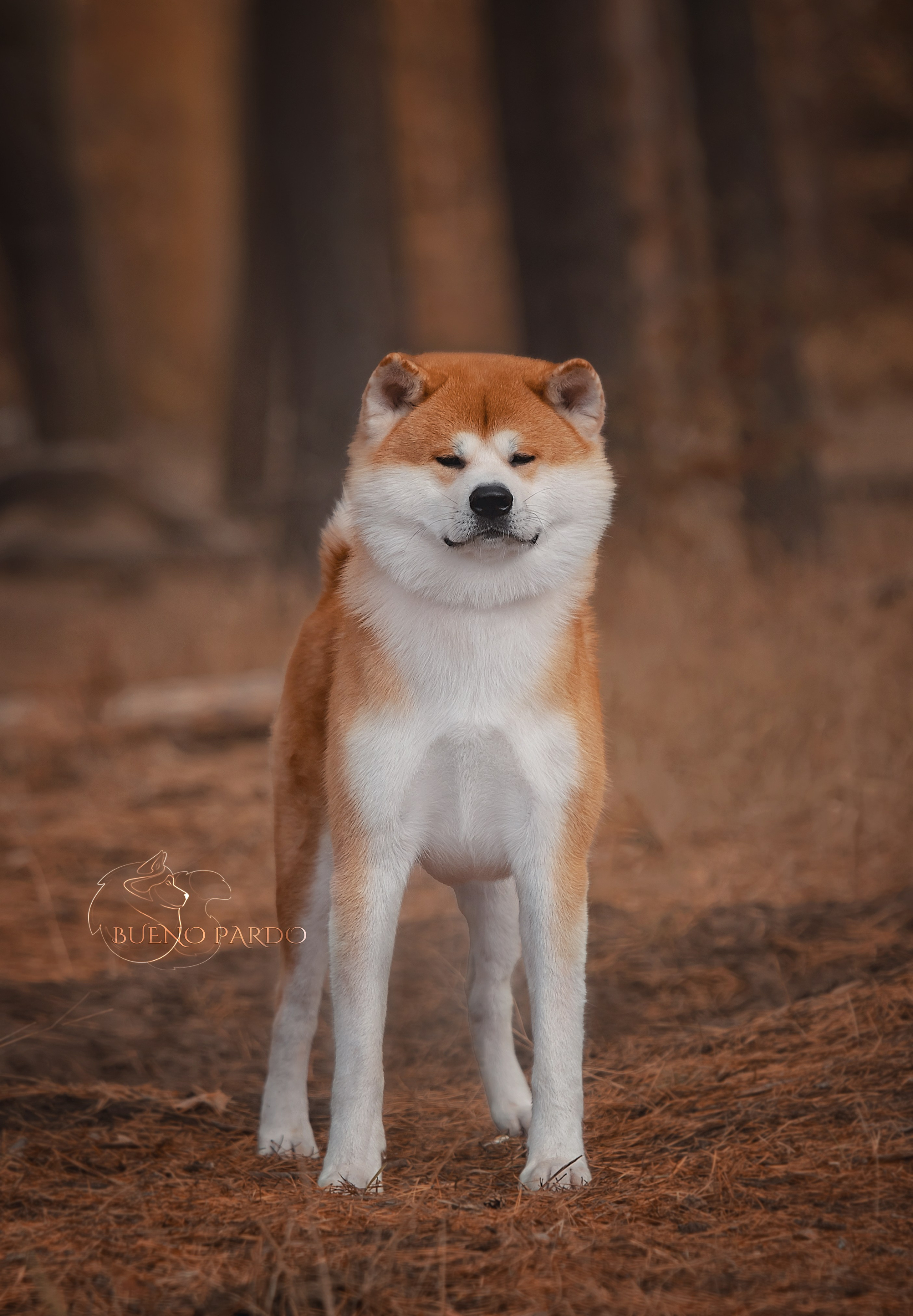 Собаки питомника Bueno Pardo. Питомник собак Акита, Хаски, Корги