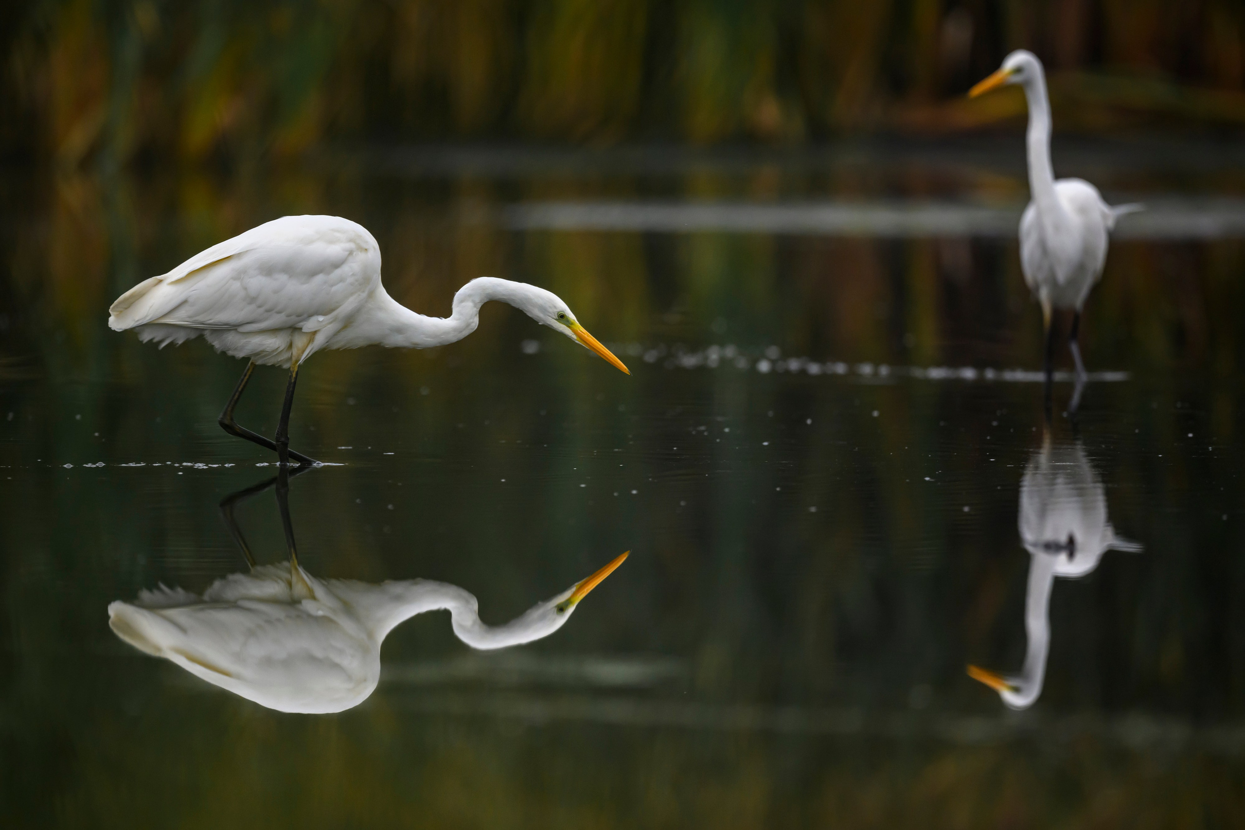 Цапли VIII. Фотограф Сергей Пупонин