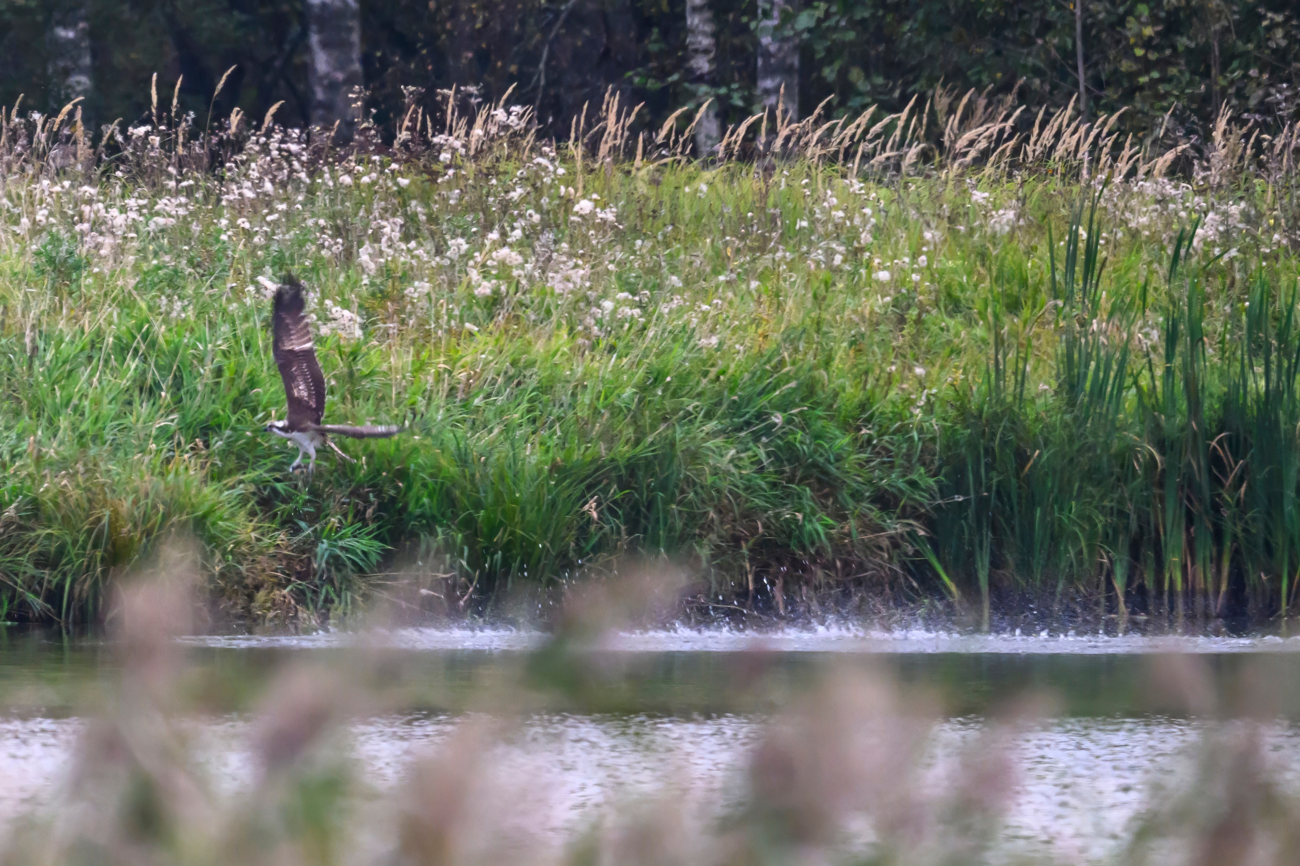 Охота скопы. The hunt of the Osprey. Фотограф Сергей Пупонин