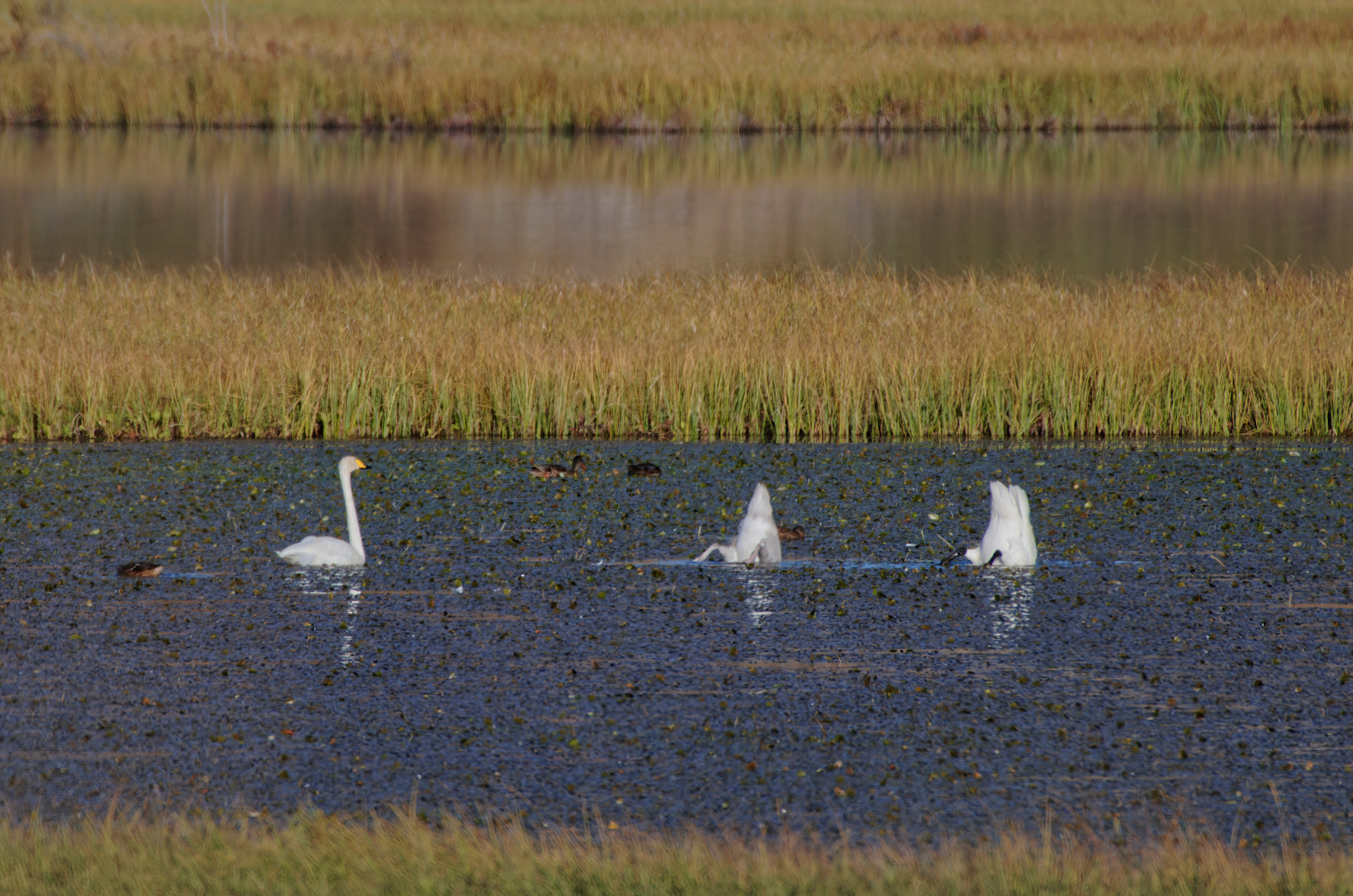 Это не фотошоп. Я видел это в горах Алтая. Семоха Валерий. Фотограф