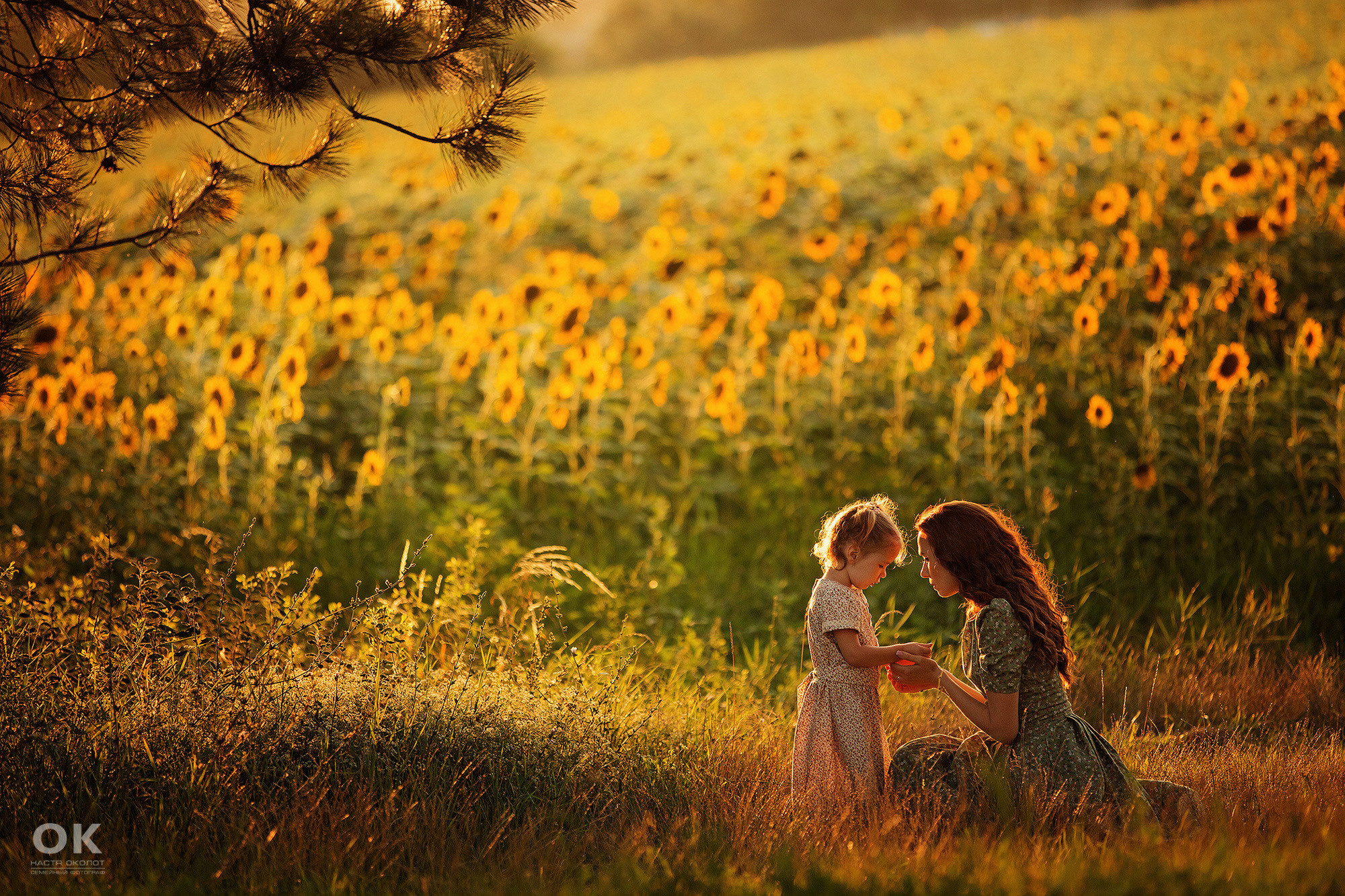 Семейная фотосессия в подсолнухах