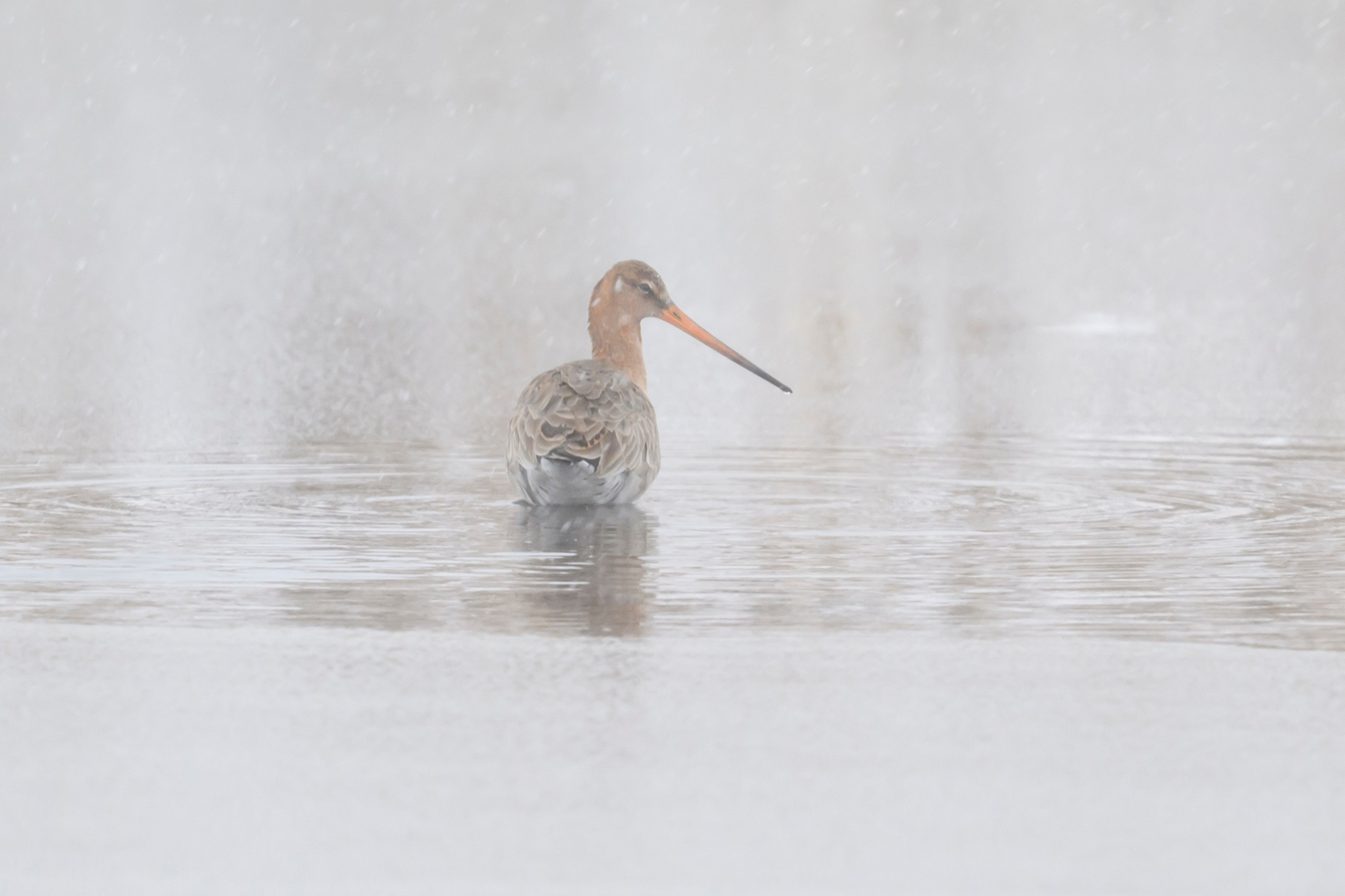 Метель продолжается. Wildlife photography by Sergey Puponin