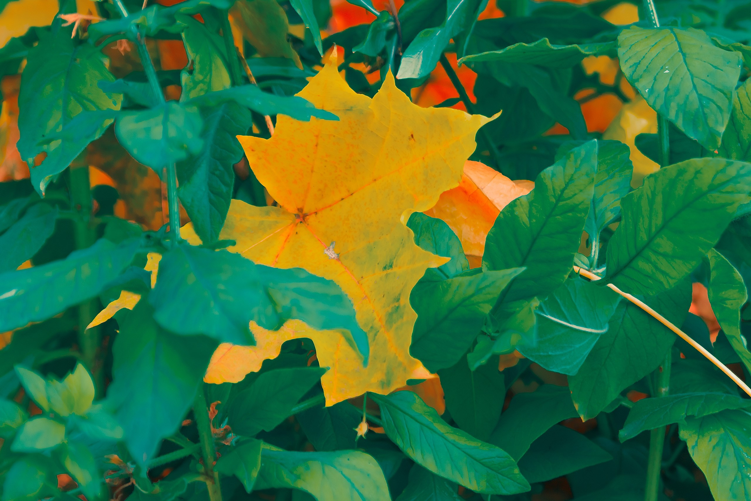 Шагни в мир яркости. Аmat Victoria Сuram