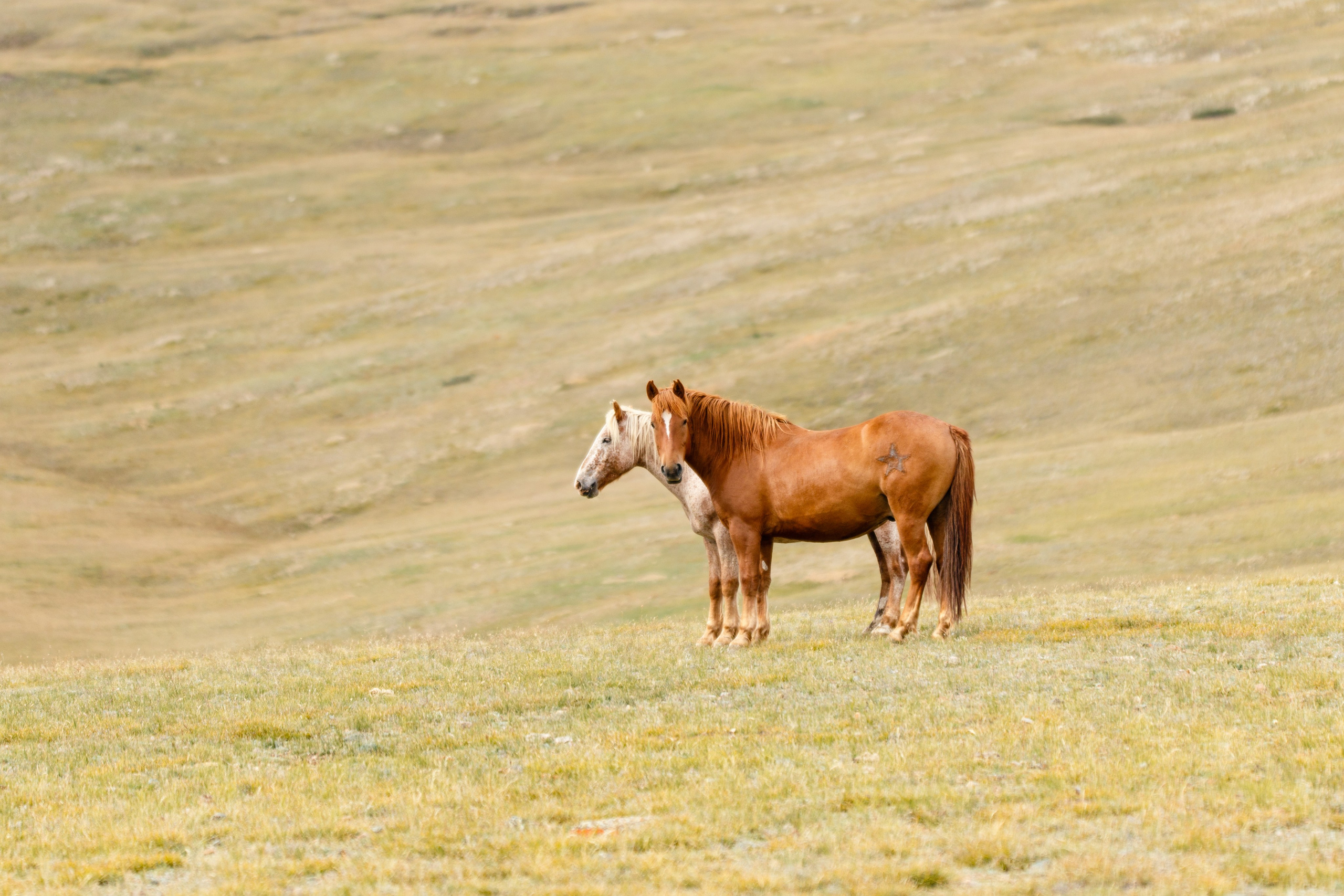 Подберу кадр под ваш интерьер и настроение. Фотограф Кирилл Мешков Кемерово