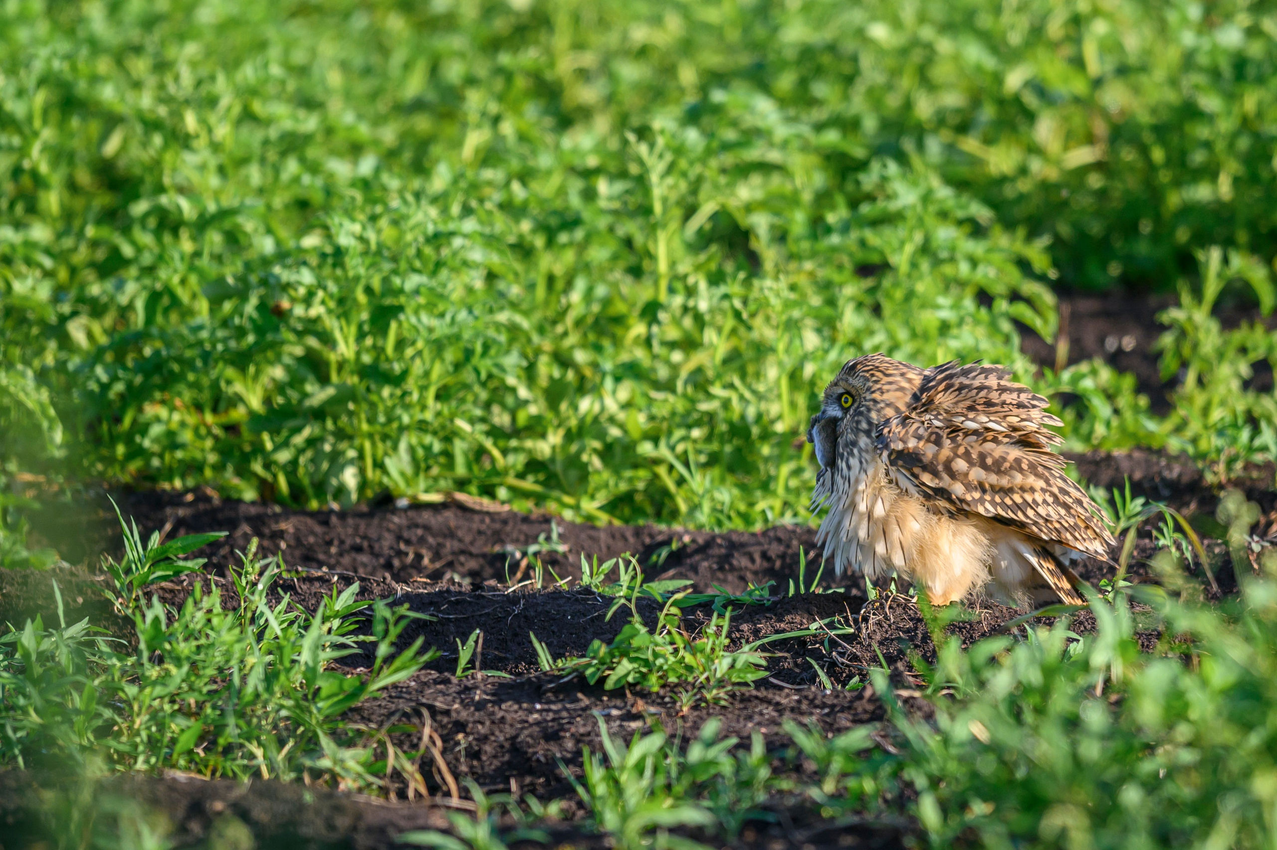 Совята завтракают. The owlets are having breakfast. Wildlife photography by Sergey Puponin