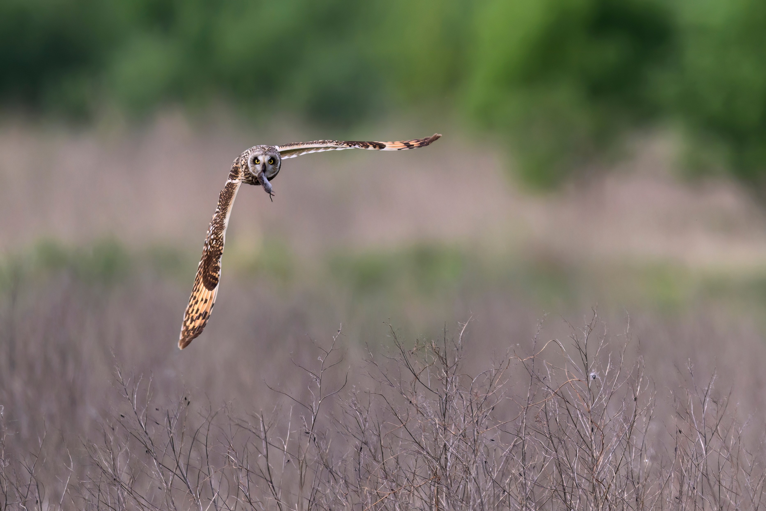 Охота сов и схватка с лунем. Фотограф Сергей Пупонин