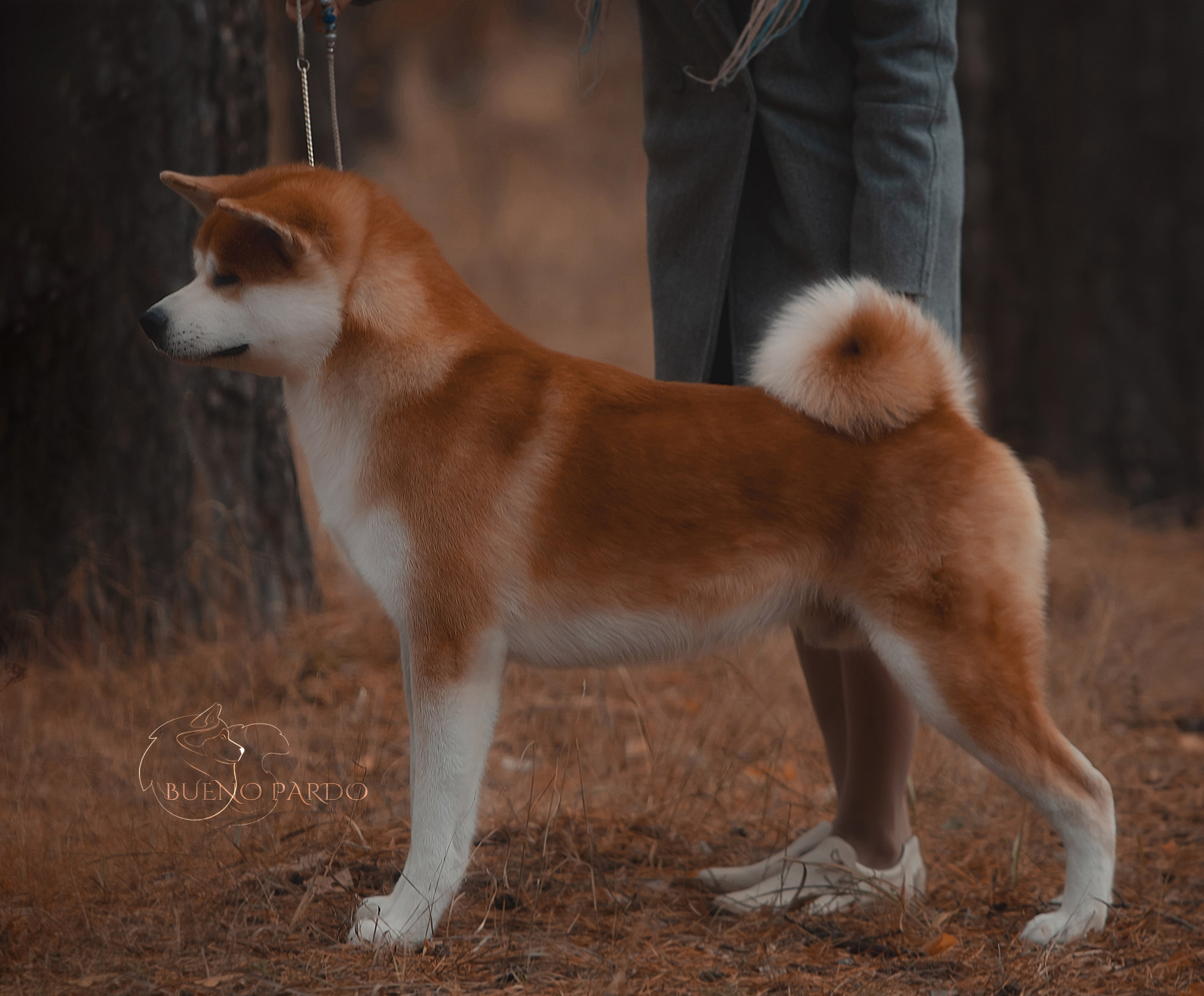 Щенки японской акита ину из питомника. Питомник собак Акита, Хаски, Корги