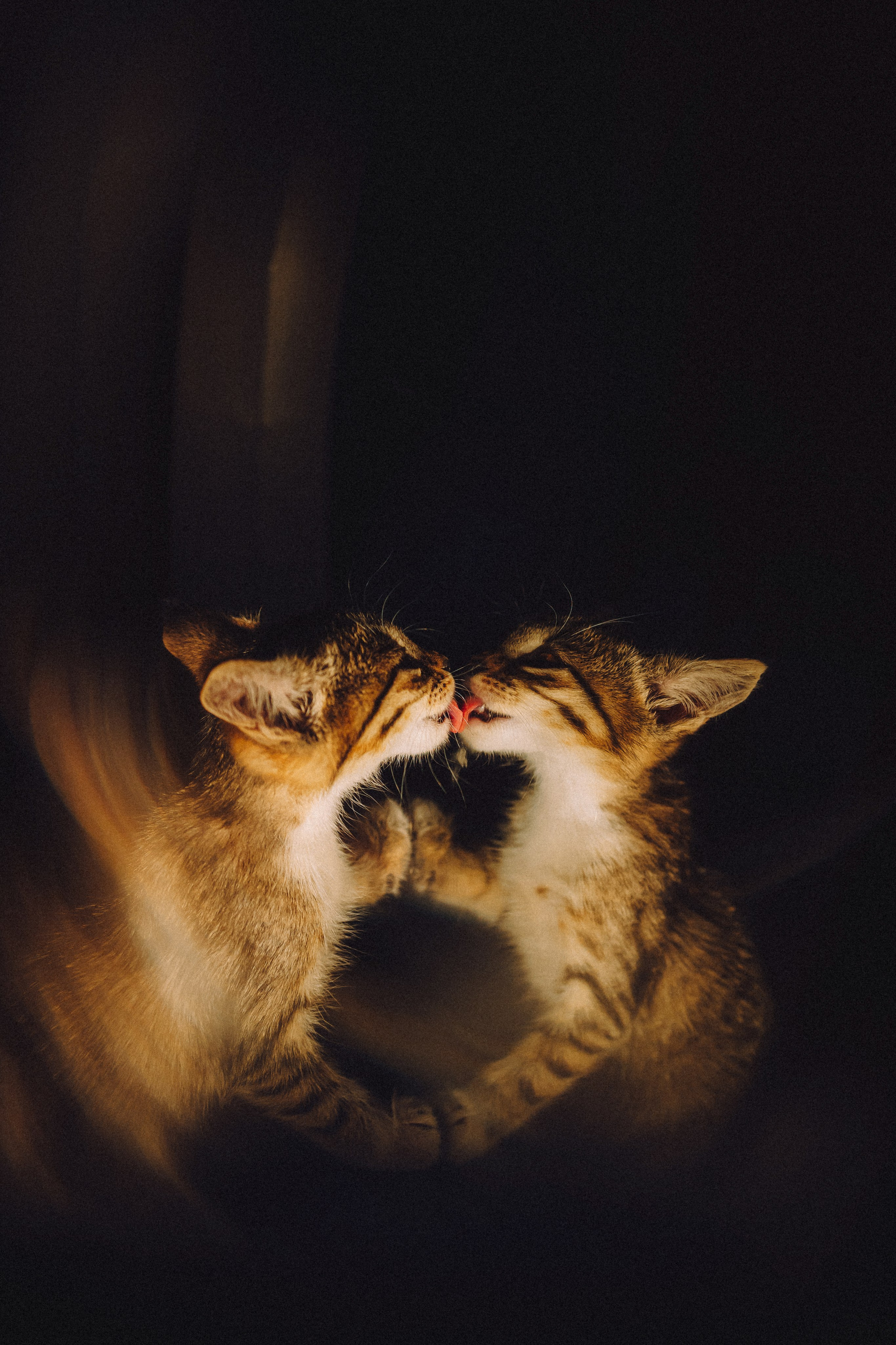 Более 30 идей для фотосессии с котенком