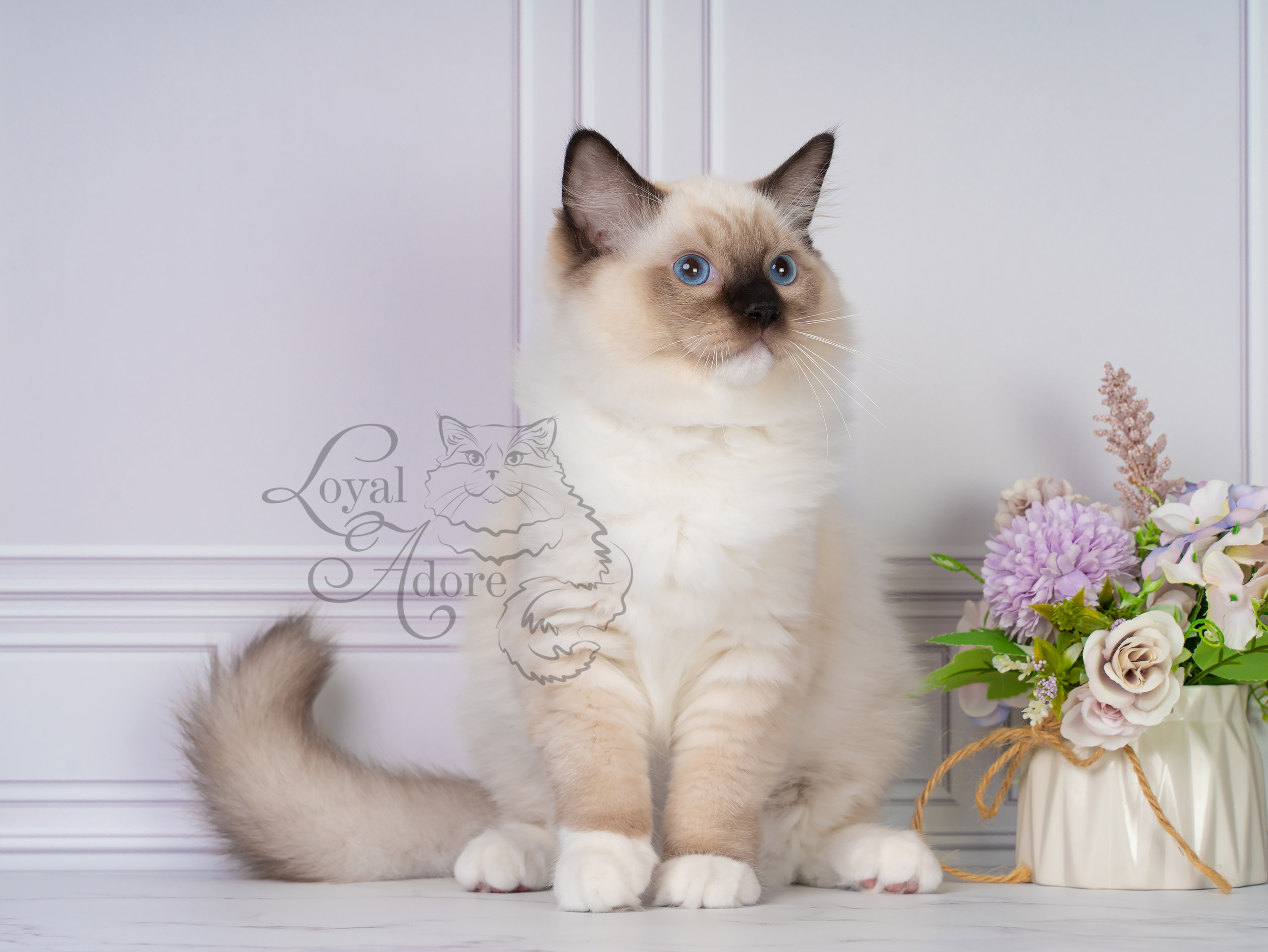 Все свободные котята. Питомник рэгдолл Loyal Adore
