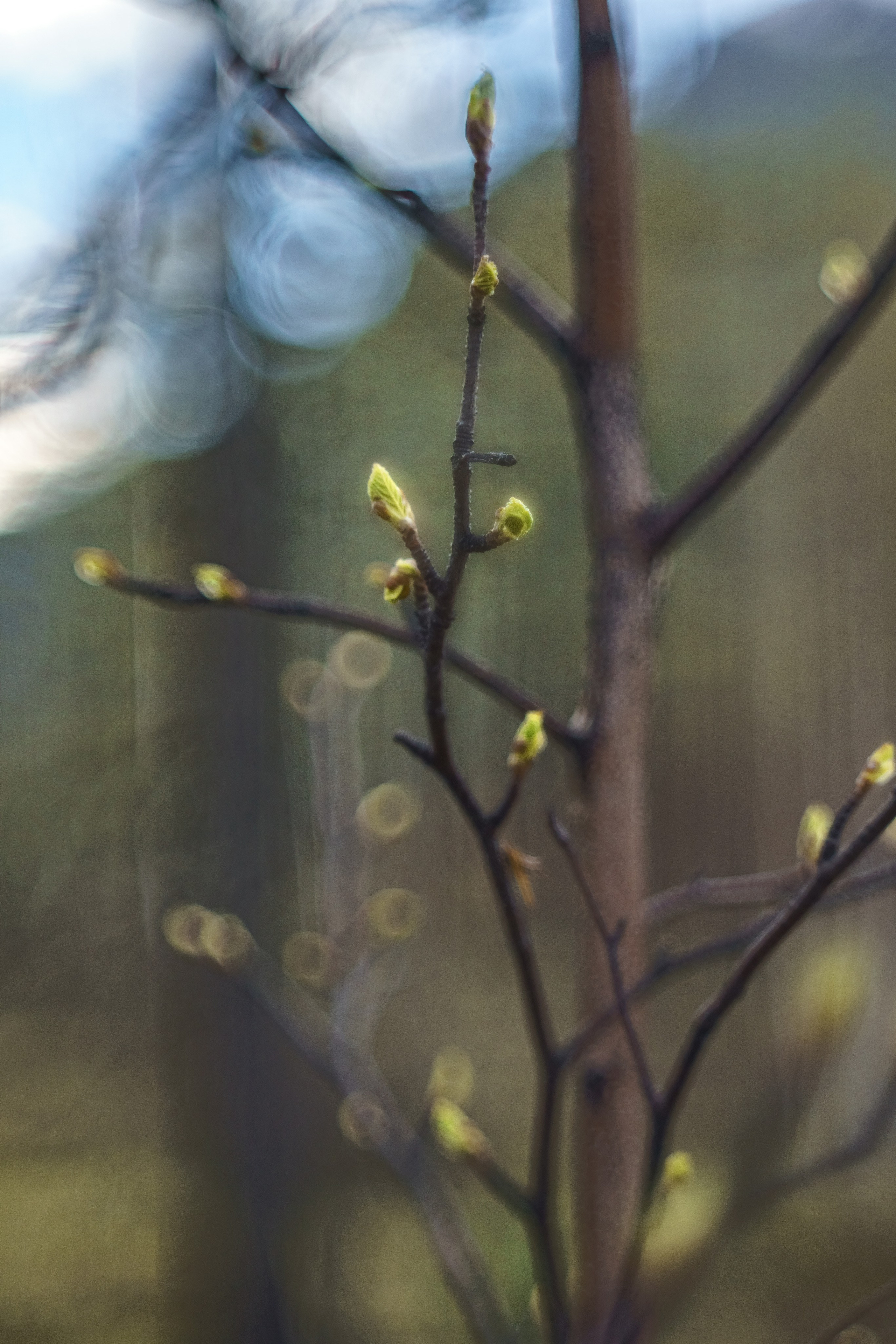 Хребет Кодар