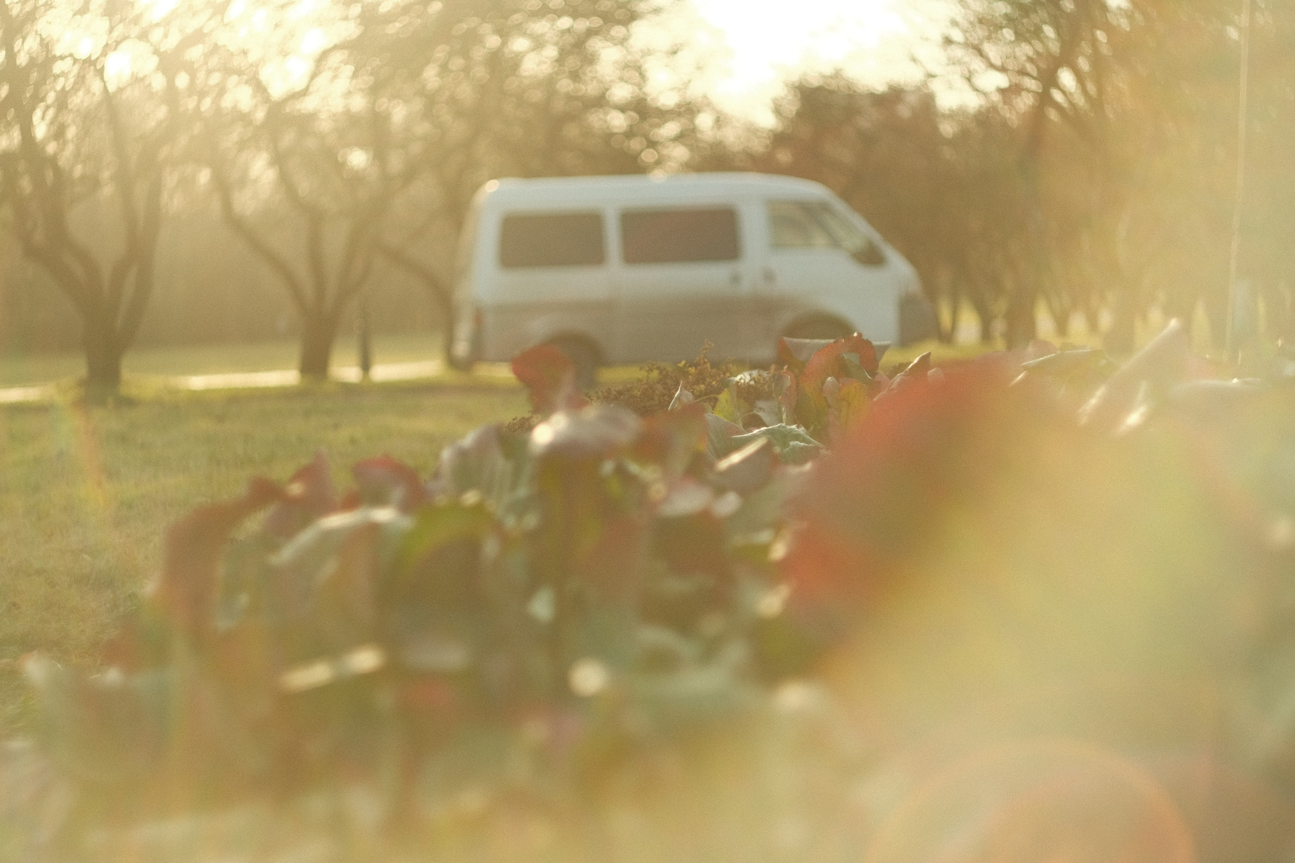 Коломенское, осень, объектив Гелиос 77м4. Фотограф в Москве Максим Скоробогатов