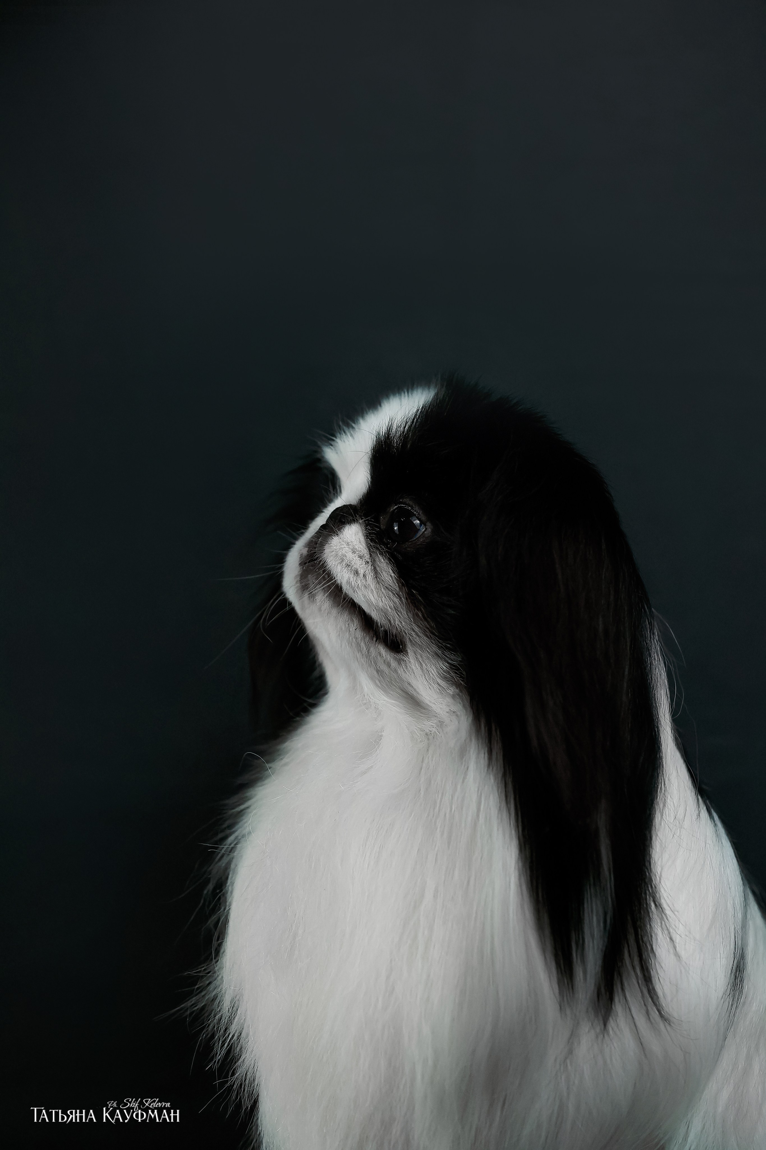 Японский хин, фотография японский хин, собака в цветах, красивая собака, фотограф анималист, фотокурс Анималистика, научиться фотографировать собак, фотограф Новосибирск, фотостудия Скифки, студийная фотография