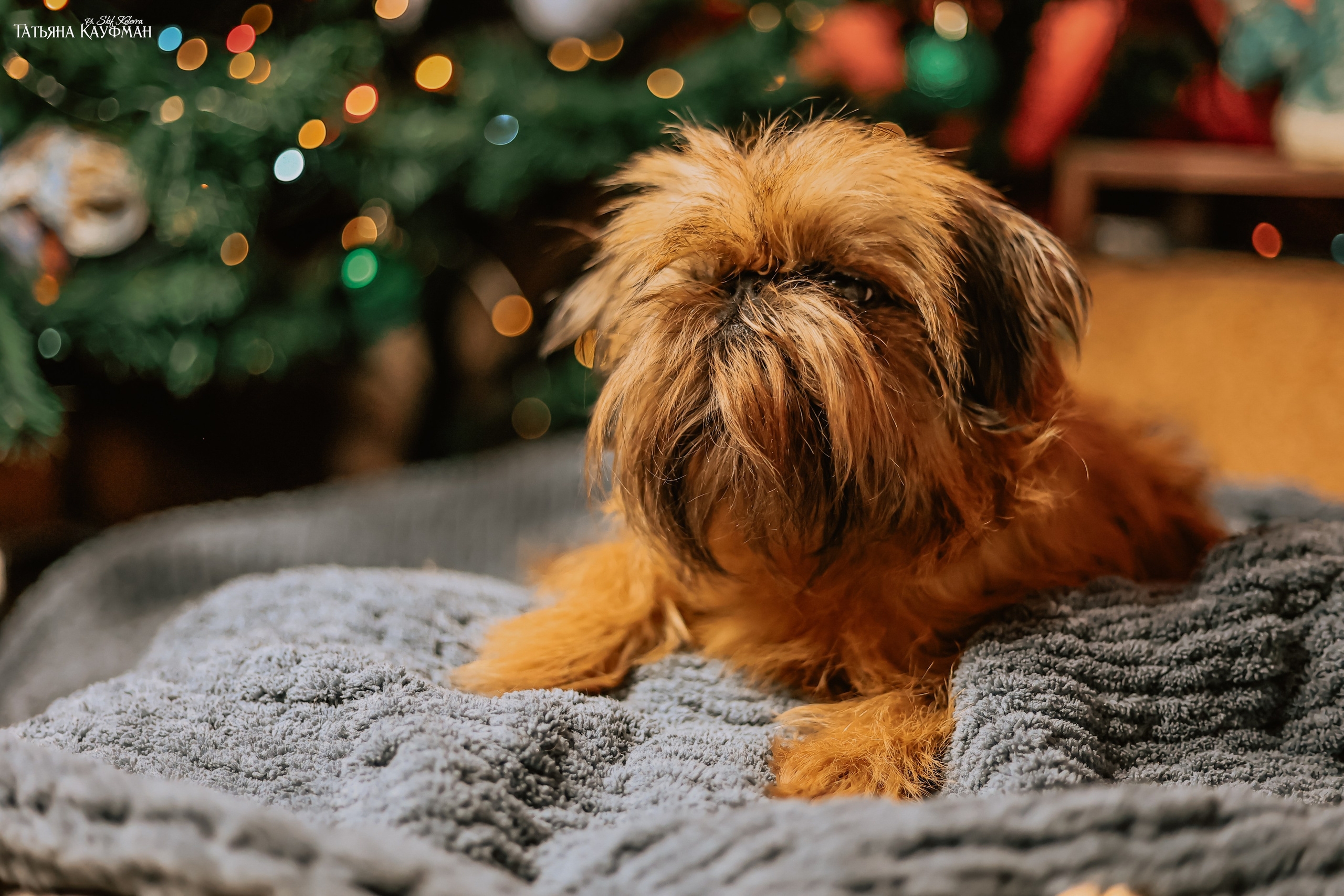 Брюссельский гриффон, фотография гриффон, красивая собака, фотограф анималист, фотокурс Анималистика, научиться фотографировать собак, фотограф Новосибирск