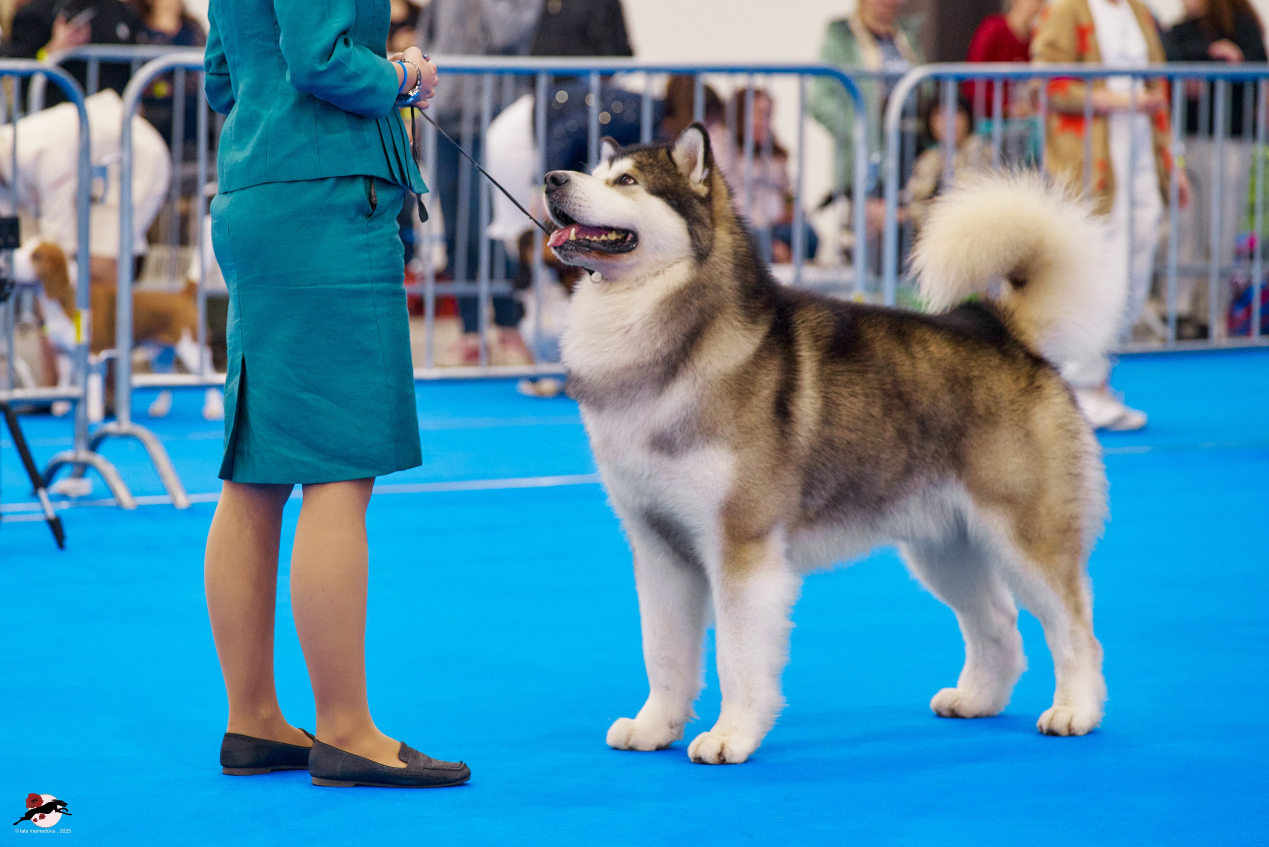 ГРАН ПРИ «ВЕСЕННИЙ ПЕТЕРБУРГ» & «СУПЕР КУБОК «ЭЛИТЫ»-2025»