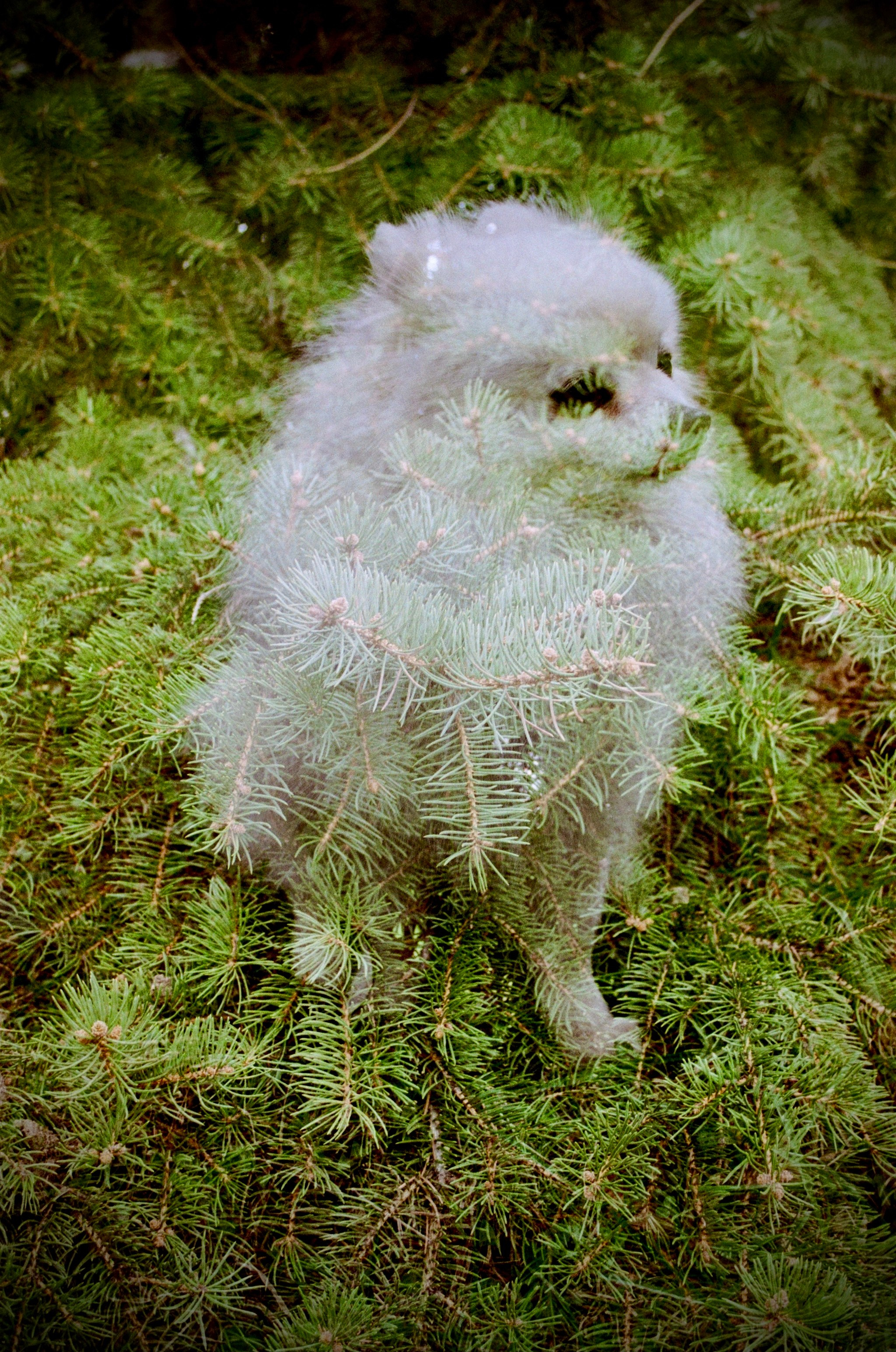 Автор: Елизавета Митенкова