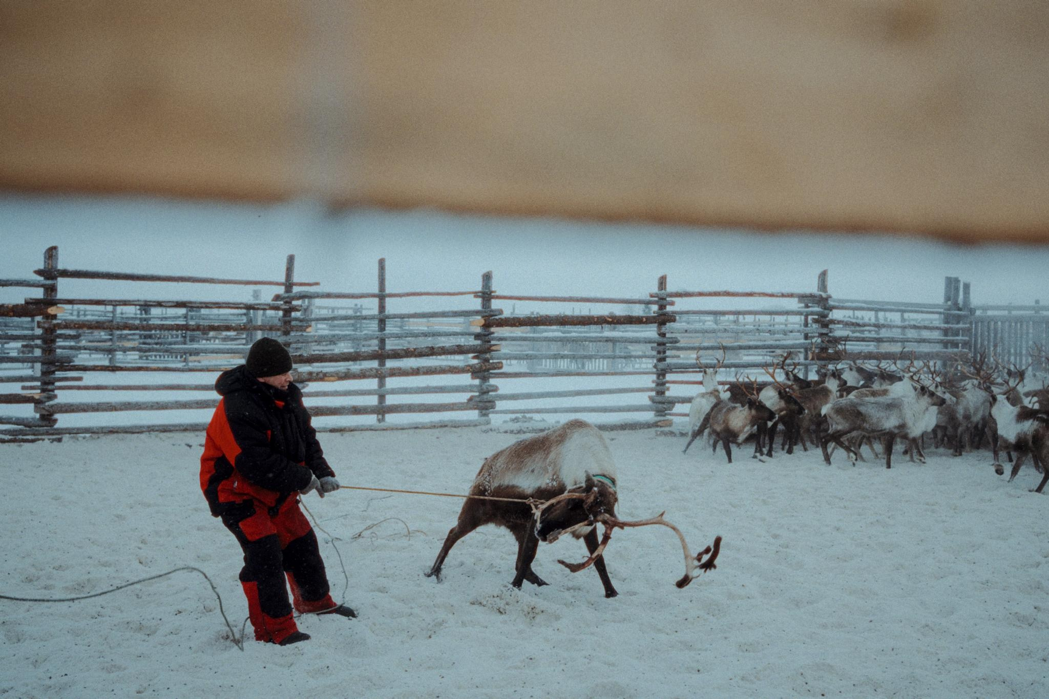 Кораль. Путешествие на север к оленям. TOP. Репортажный фотограф в Сочи — Михаил Мордасов