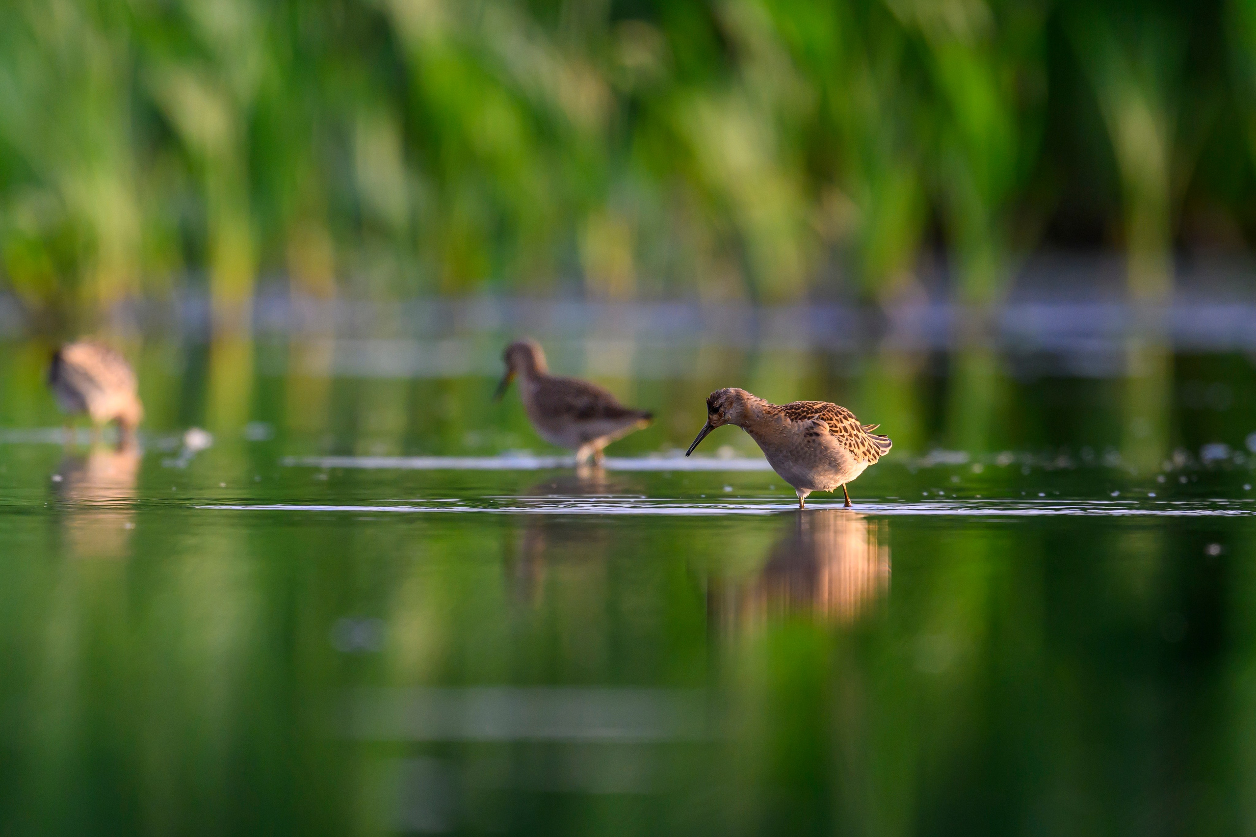 Веретенники, фифи и турухтаны. Godwits, Wood sandpipers and Ruffs. Фотограф Сергей Пупонин