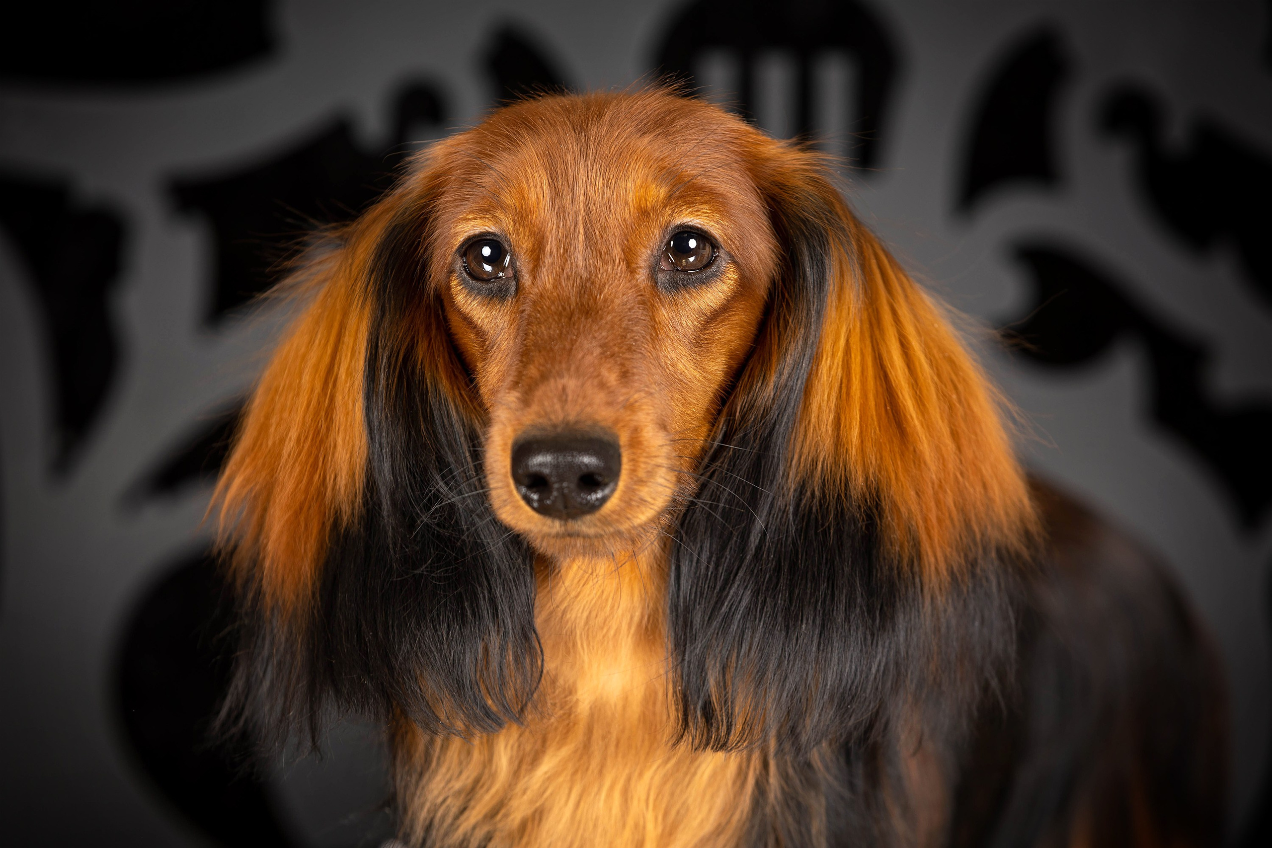 Студийная съёмка на моей территории. Фотограф-анималист в Омске Екатерина Маричева