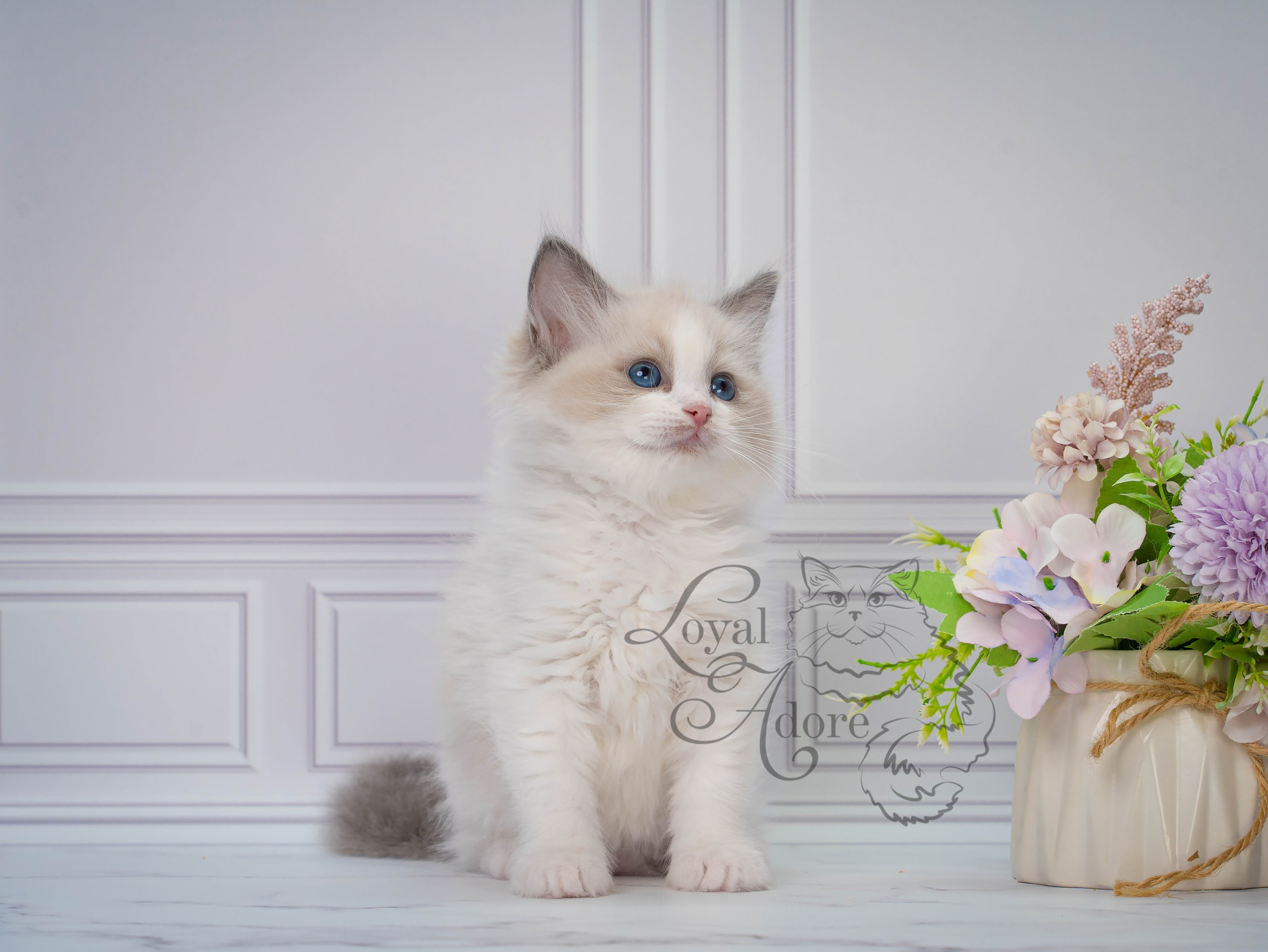 Котята рэгдолл от Loyal Adore. Питомник рэгдолл Loyal Adore