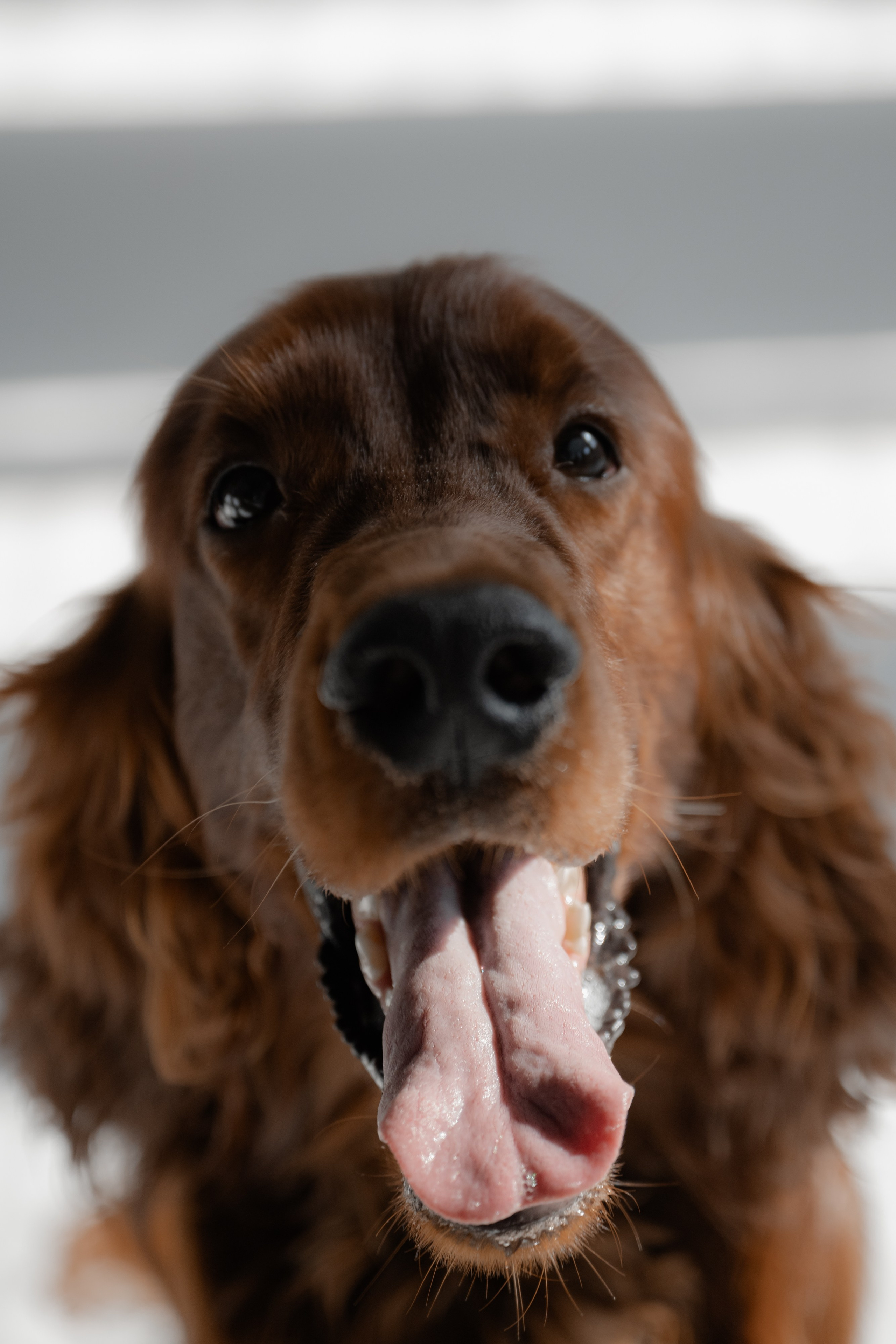 Фотосессия Миры и Саши. Фотограф в Москве