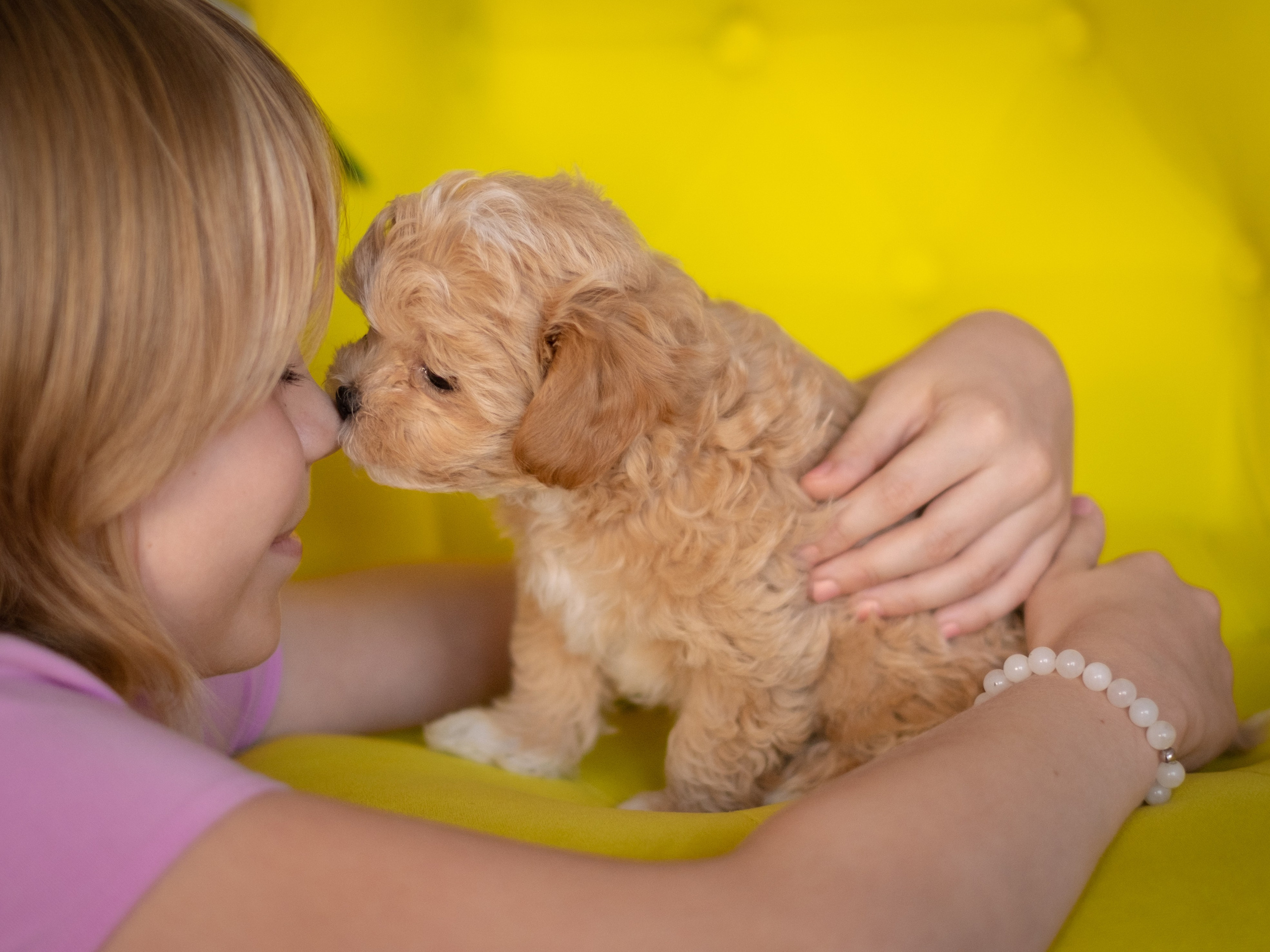 Студийная фотосессия щенков мальтипу. Зоофотограф, фотограф животных в Москве и области Дина Дамоцева