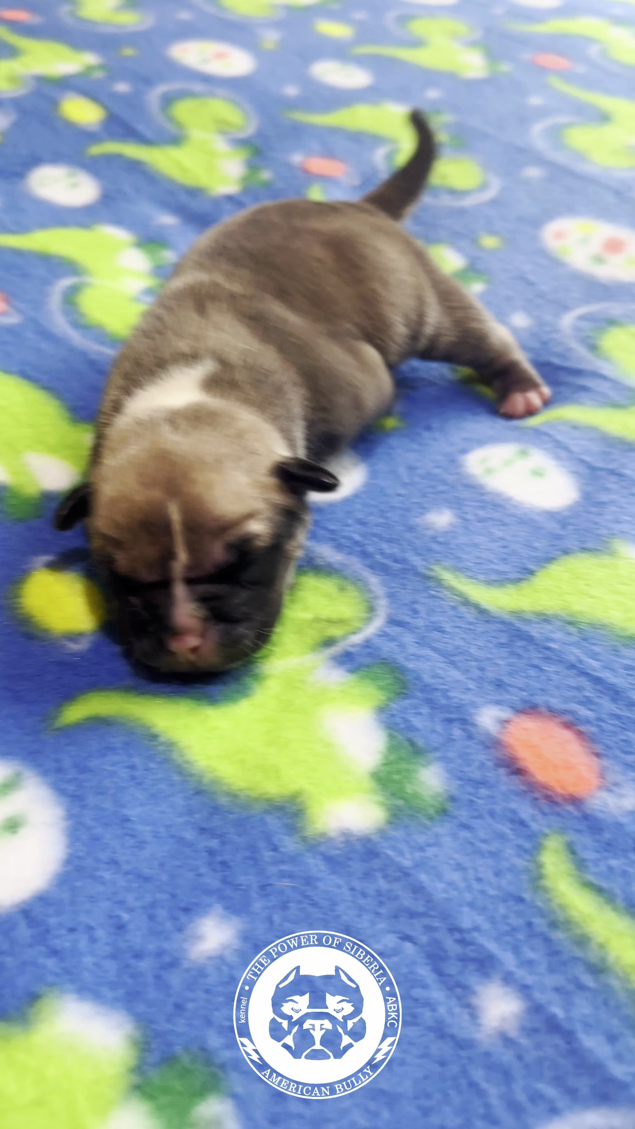 Все свободные щенки. Американский Булли в г. Ростов-на-Дону. Питомник THE POWER OF SIBERIA