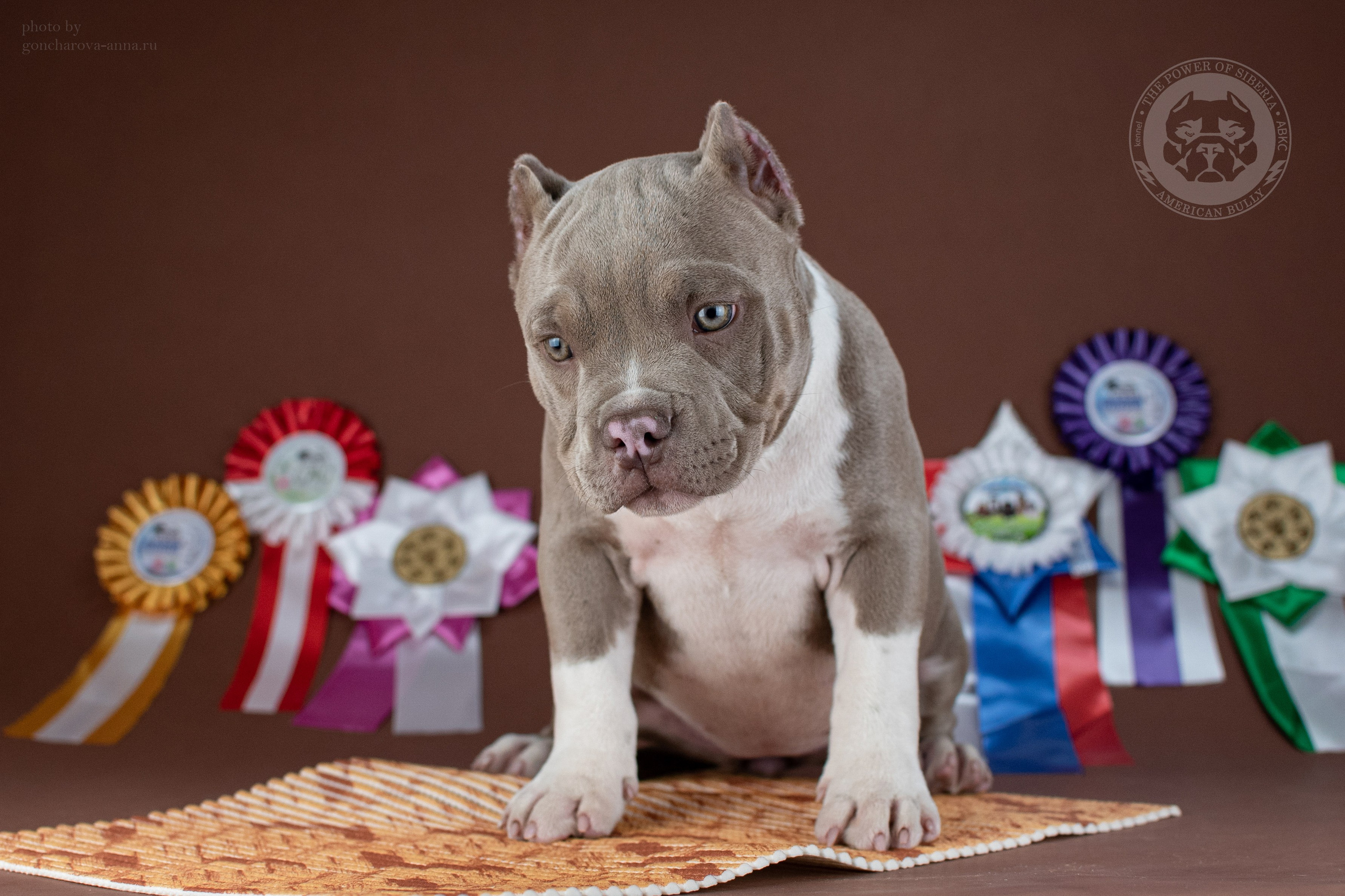 купить щенка Американский булли в Санкт-Петербурге