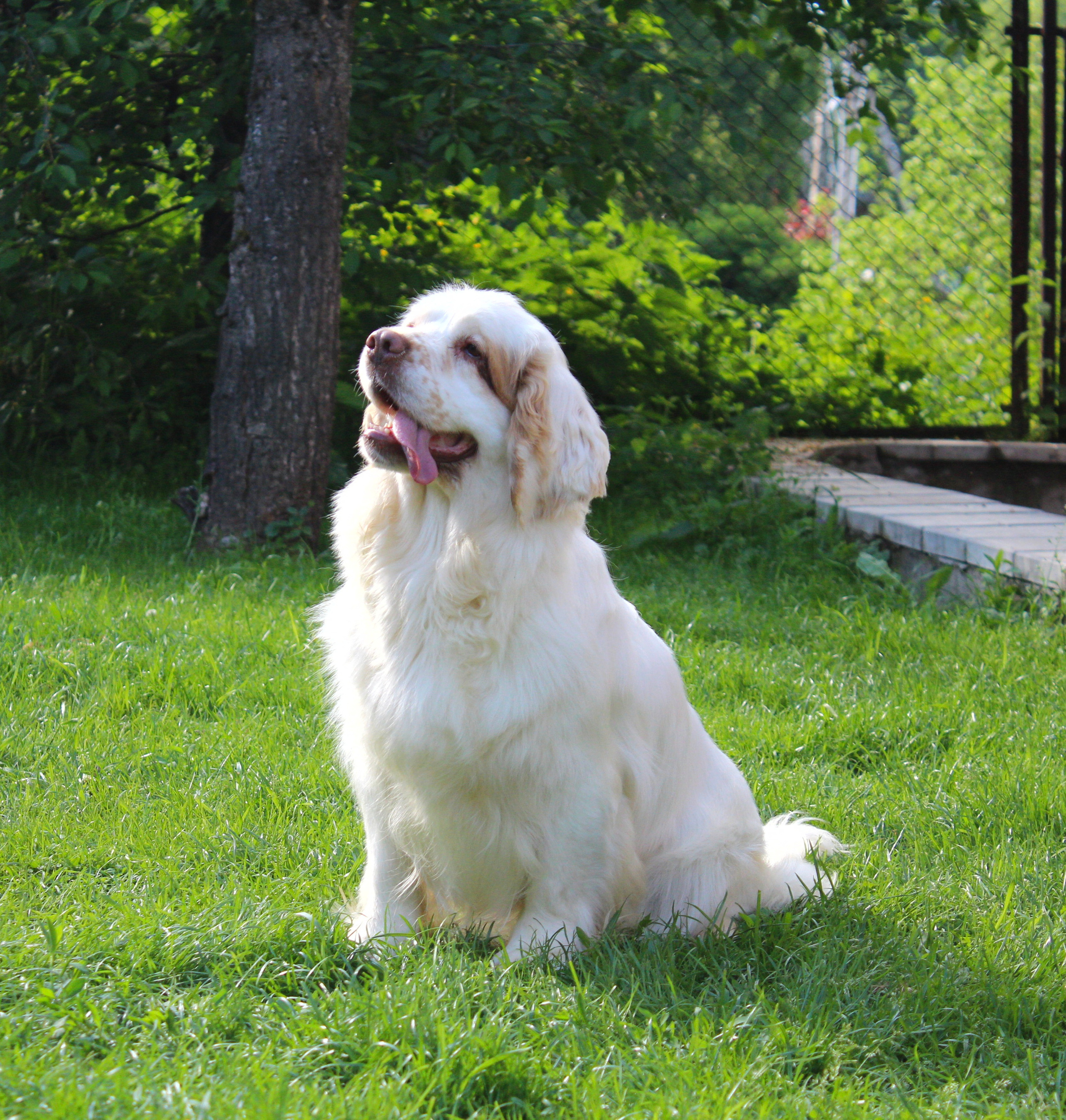 Кламбер спаниель. Питомник собак Westerly Wind Москва и МО