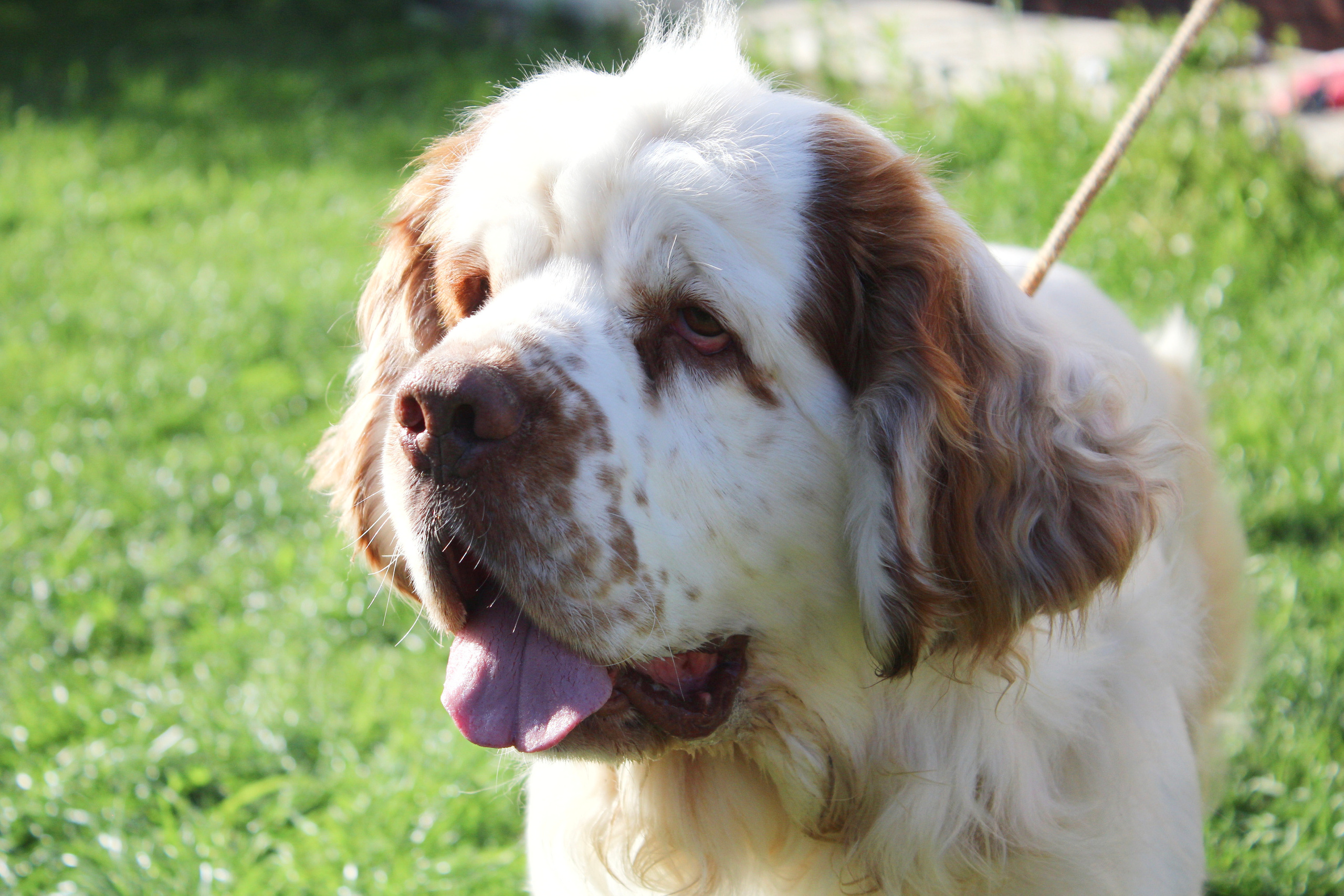 Кламбер спаниель. Питомник собак Westerly Wind Москва и МО