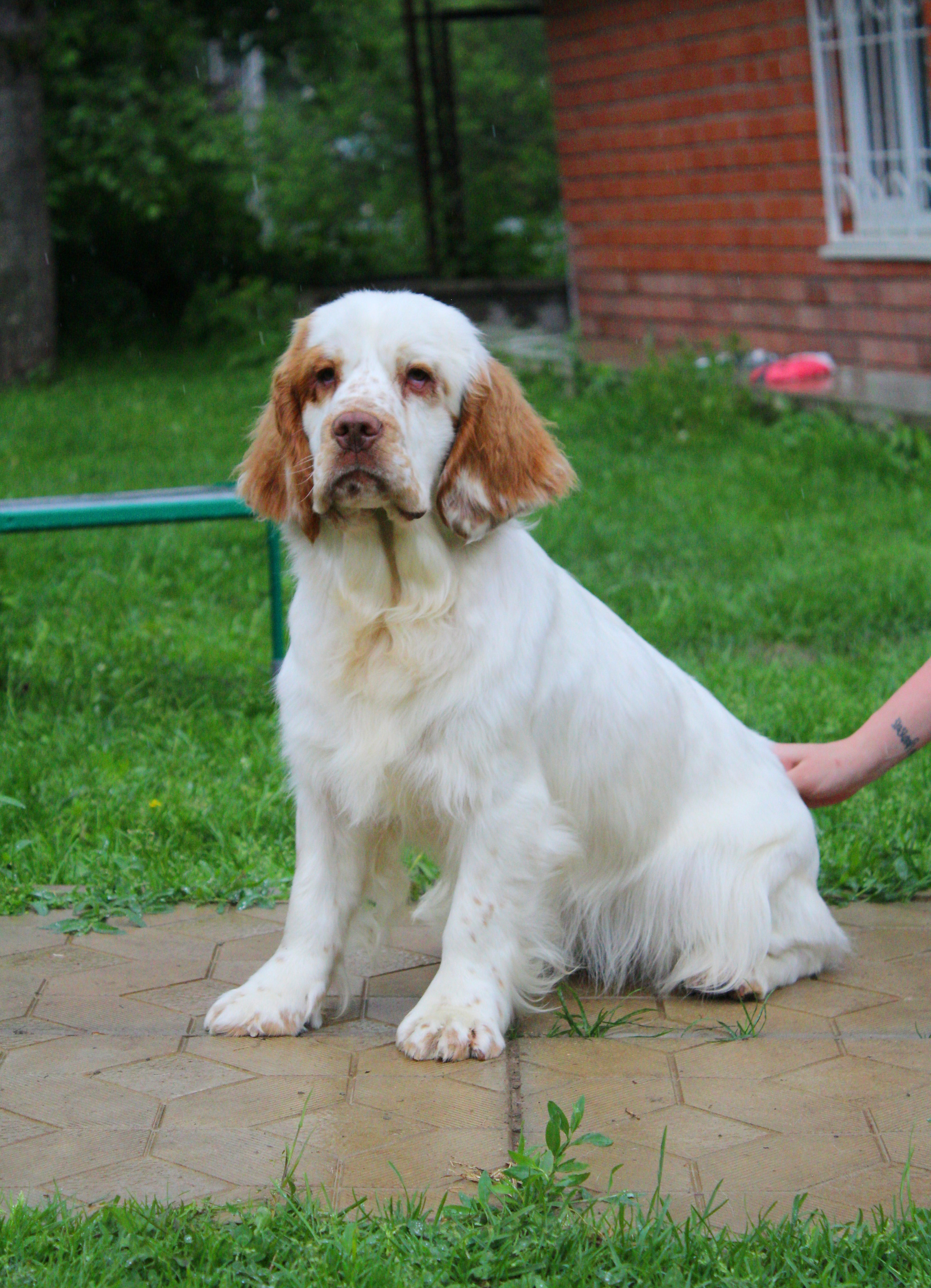 Кламбер спаниель. Питомник собак Westerly Wind Москва и МО
