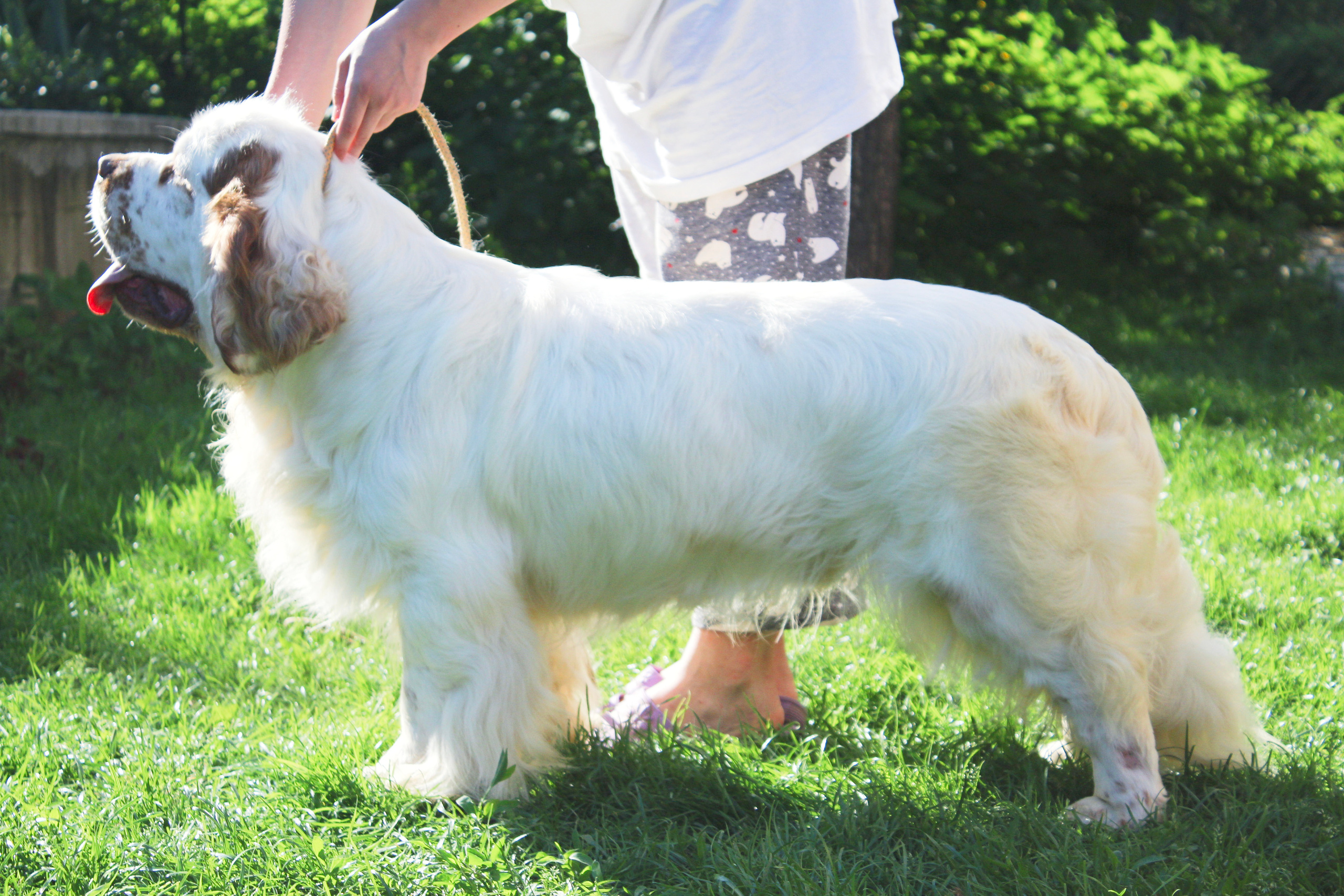 Кламбер спаниель. Питомник собак Westerly Wind Москва и МО