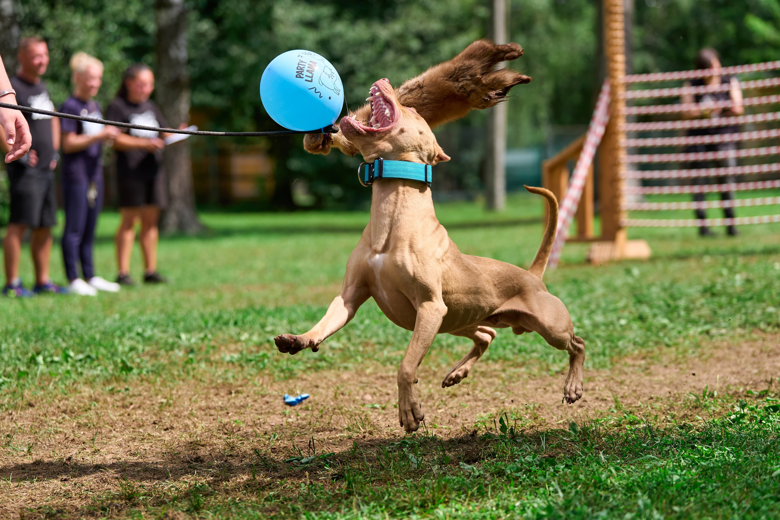 Jump'n'Gym JUMP! — 2024. Фотограф-анималист Михаил Манухин