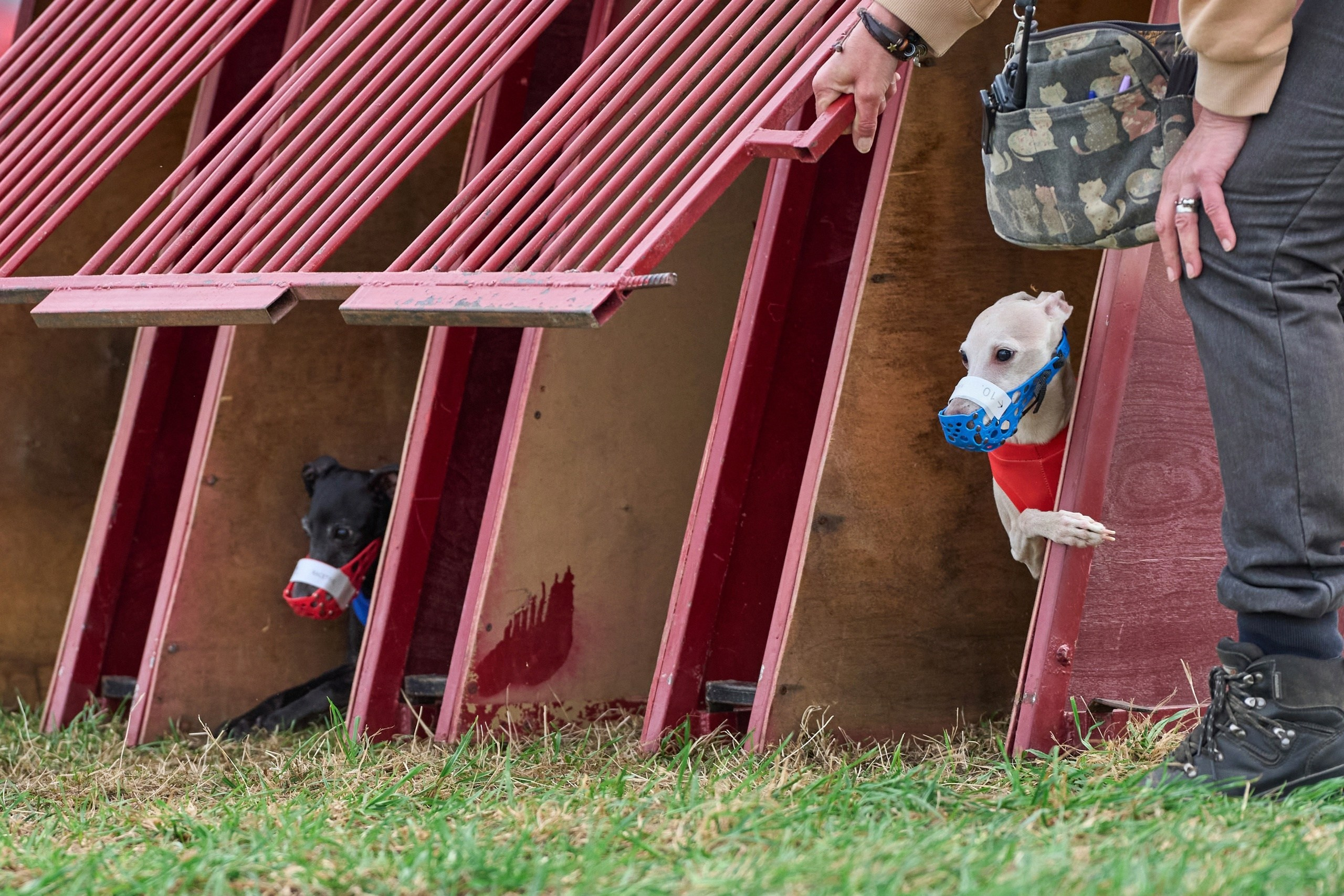 Квалификация по рейсингу. Фотограф-анималист Михаил Манухин
