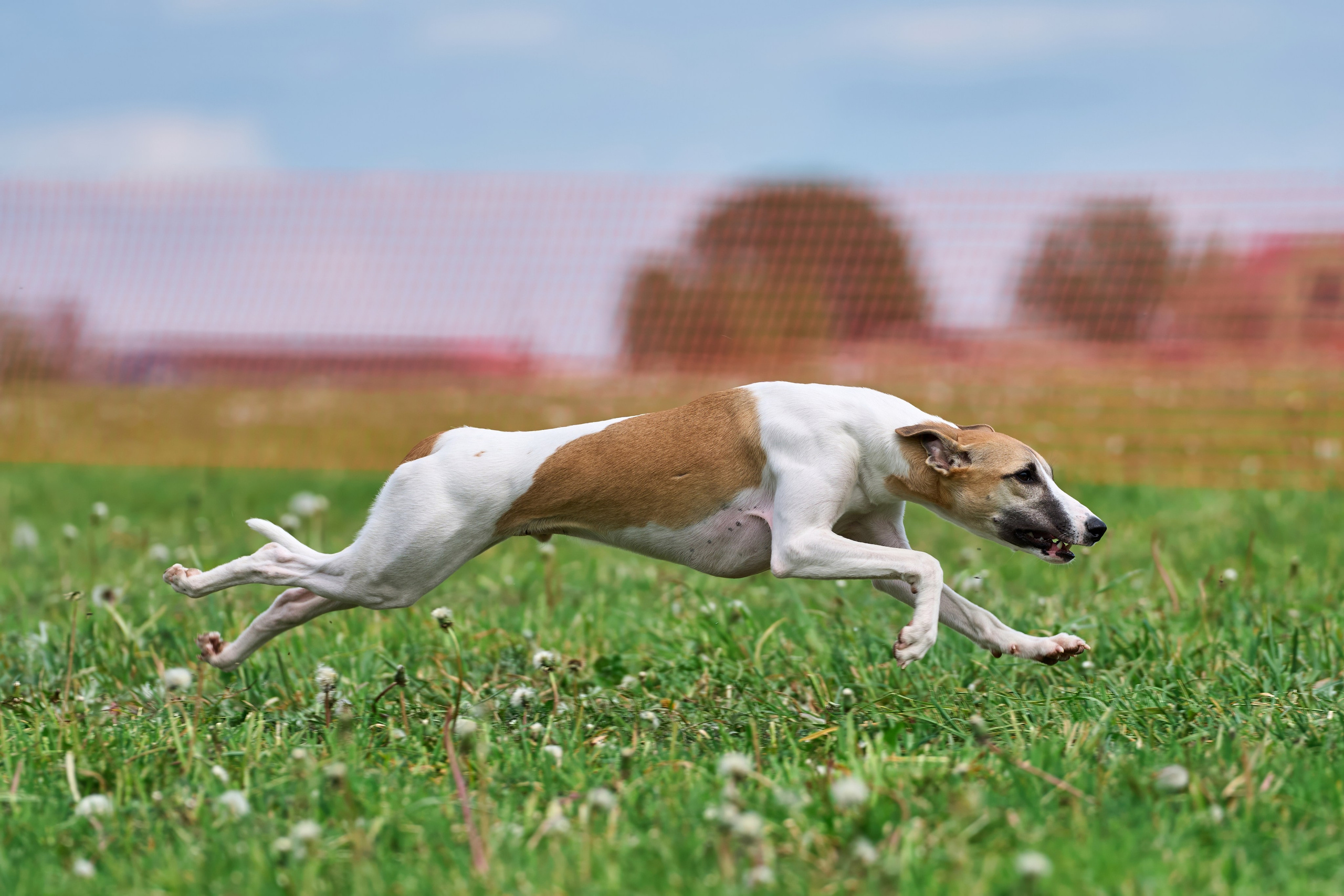 Квалификация по рейсингу. РАЛББ и Курсинг на Ярославке. Фотограф-анималист Михаил Манухин