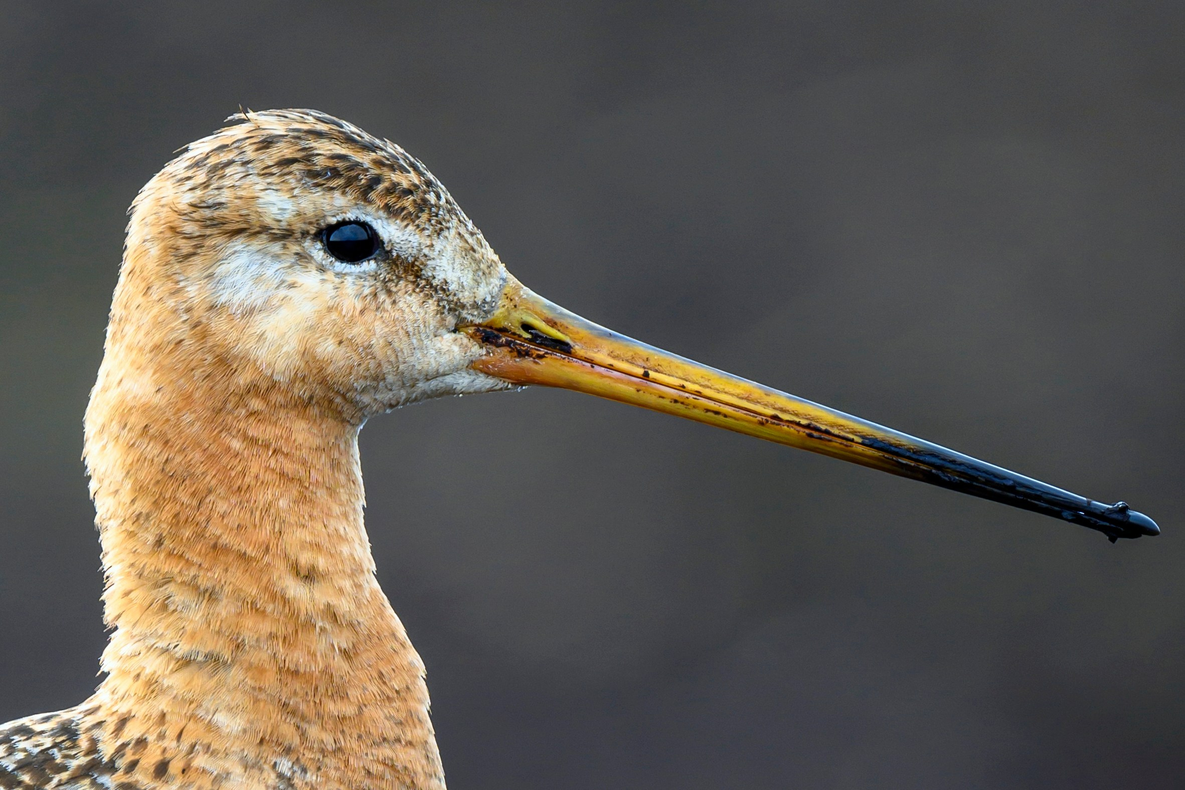 Веретенник и скворцы. Wildlife photography by Sergey Puponin