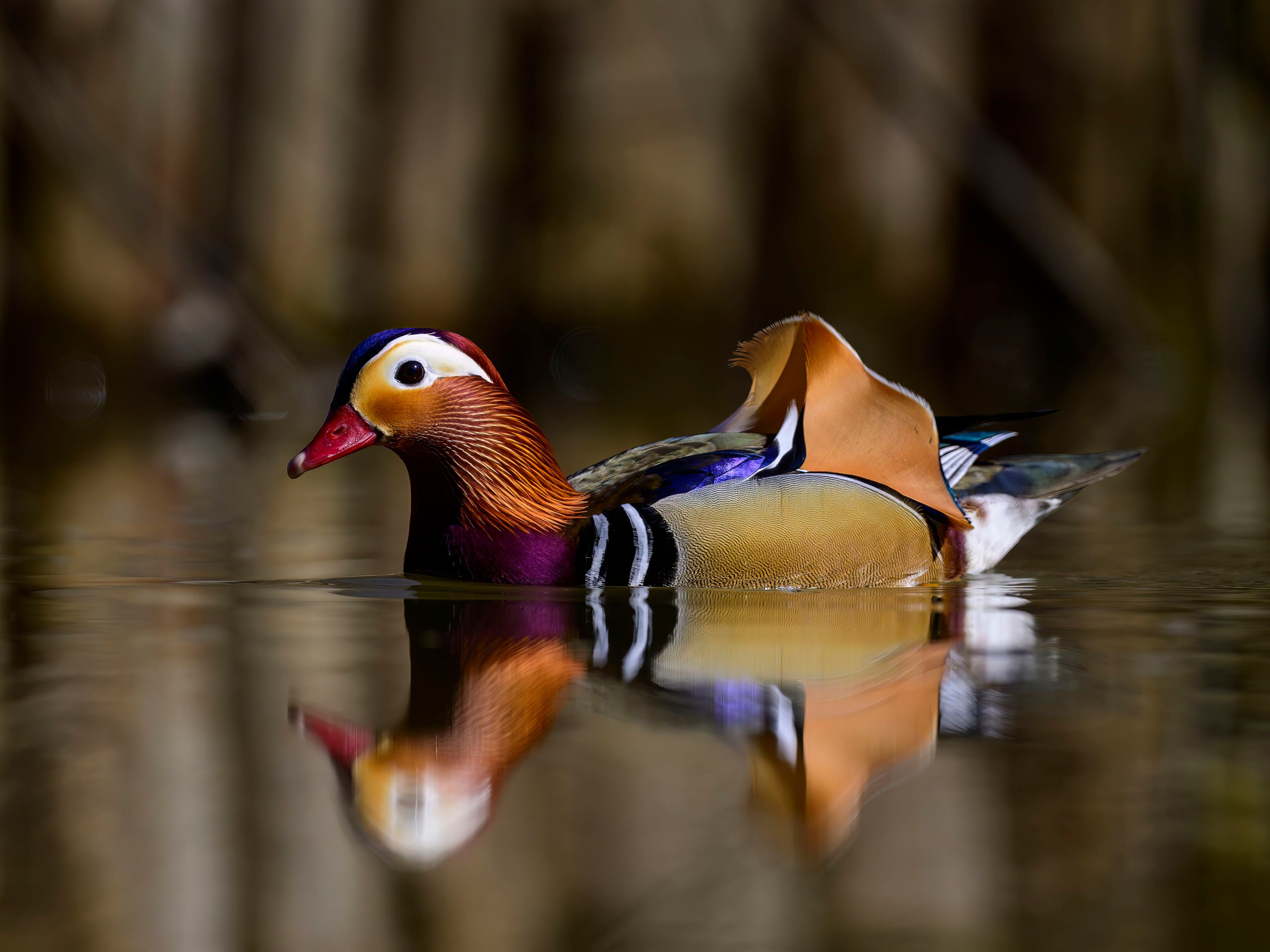 Мандаринки. Wildlife photography by Sergey Puponin