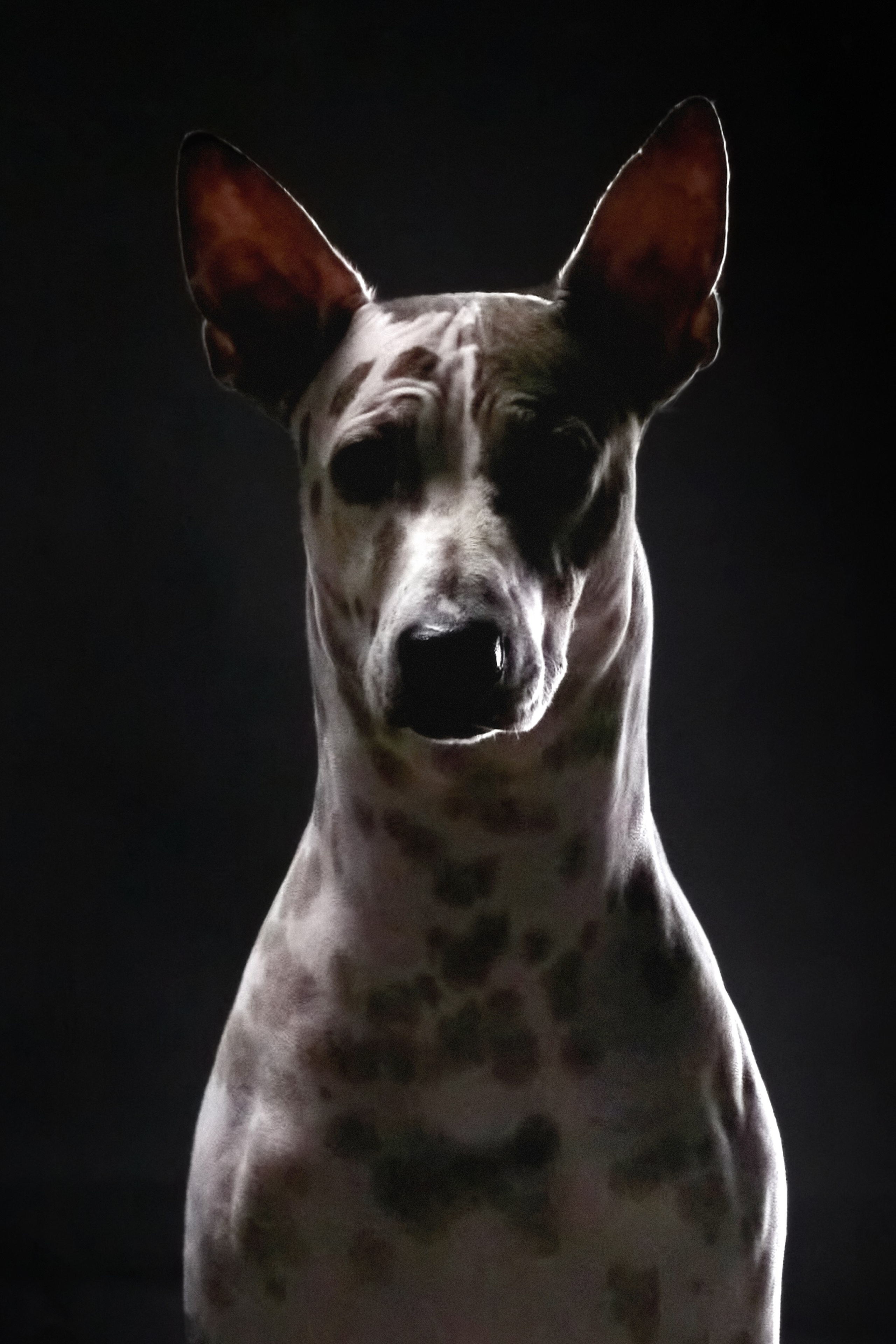 Фотограф анималист — Тула, Москва