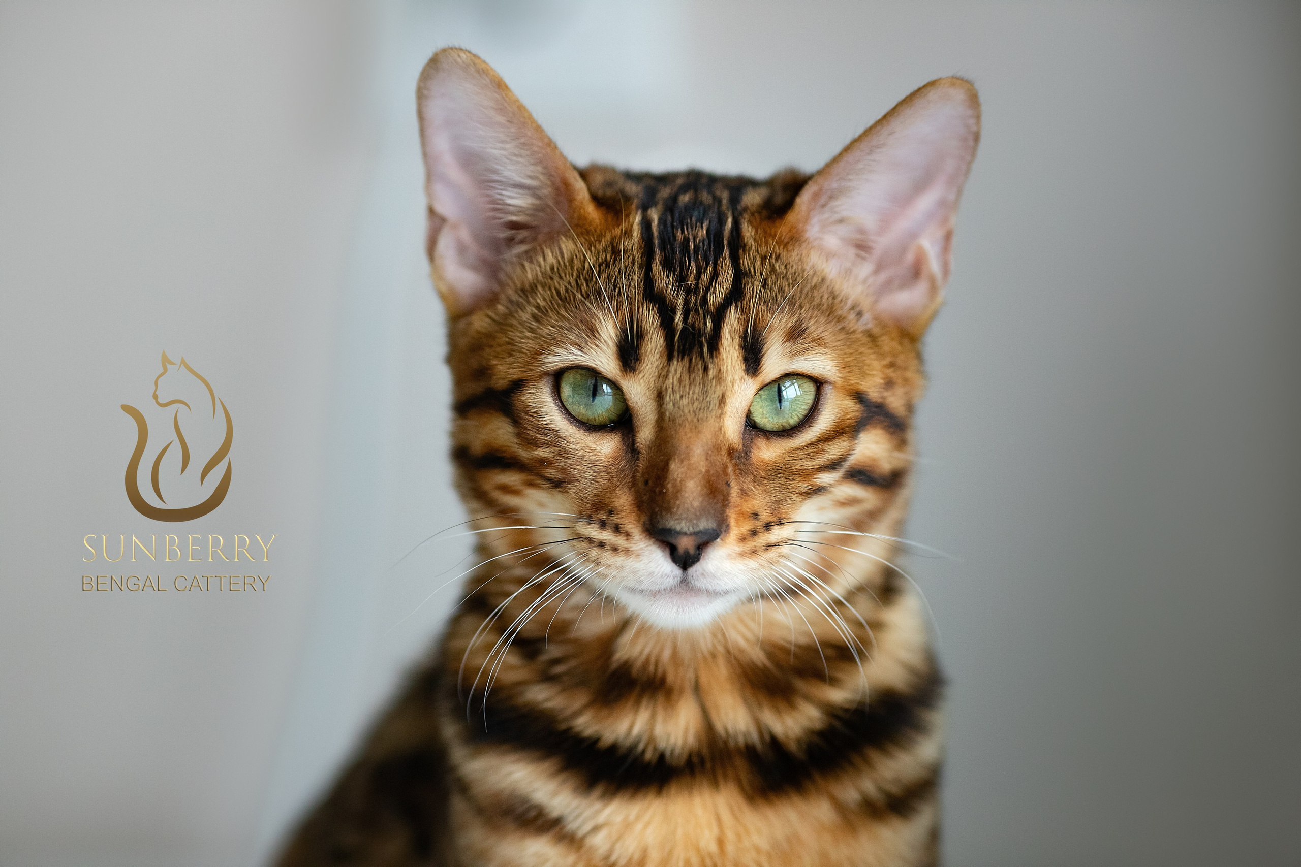 Питомник бенгальских кошек Минск | WCF Sunberry Bengal Cattery. Арт фотограф в Минске Анастасия Корбут