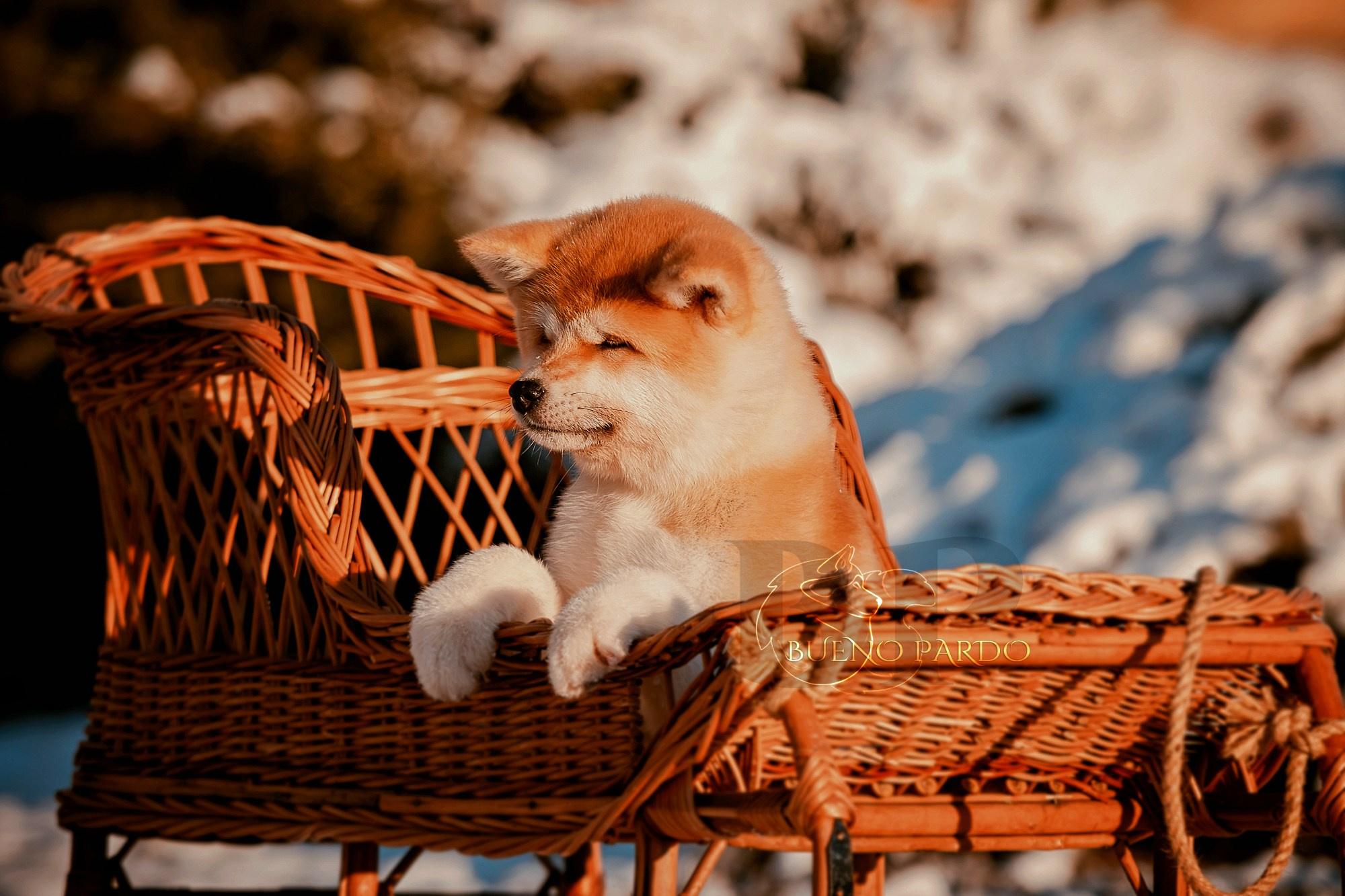 Щенки японской акита ину из питомника. Питомник собак Акита, Хаски, Корги