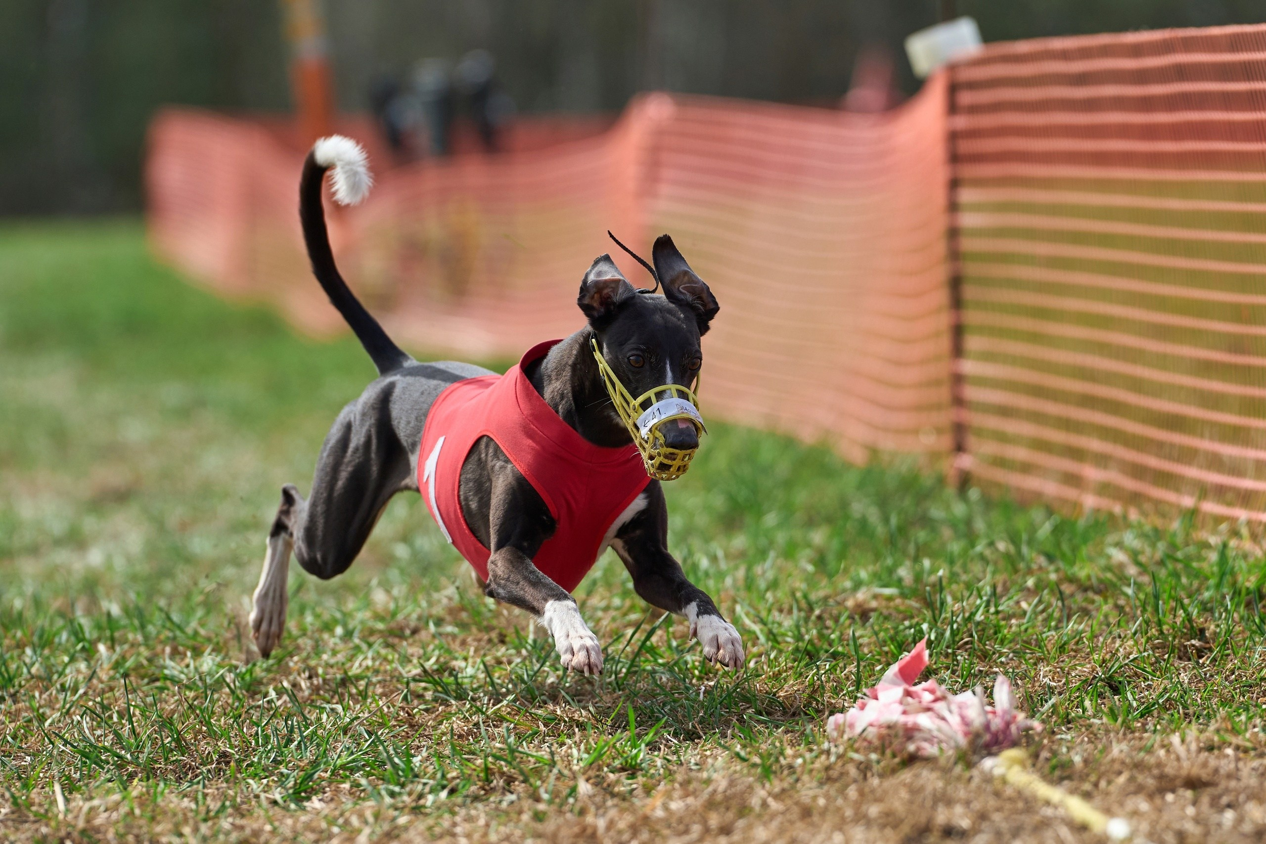 Квалификация по рейсингу. Фотограф-анималист Михаил Манухин