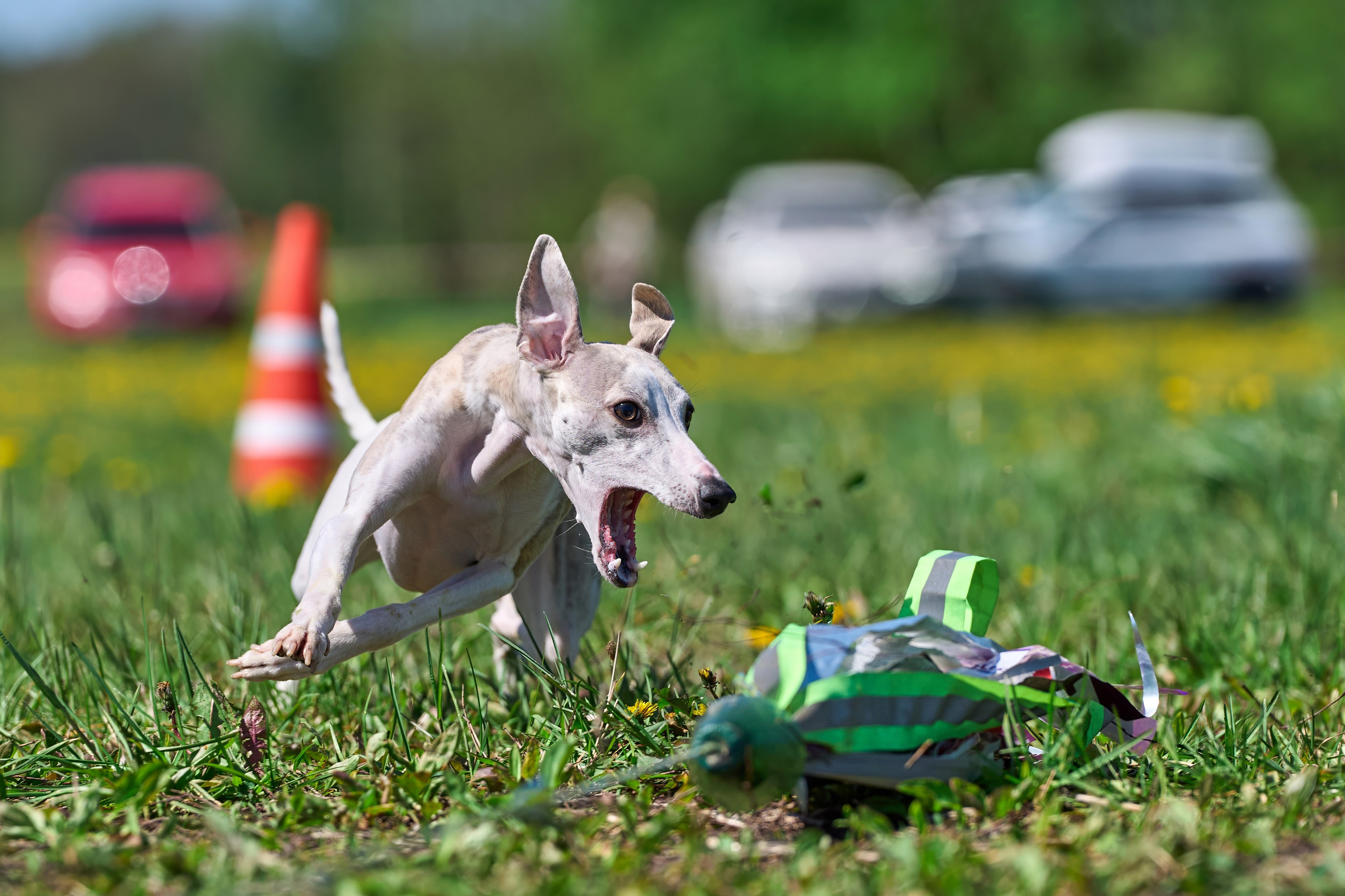 Квалификация по курсингу Донино. Фотограф-анималист Михаил Манухин