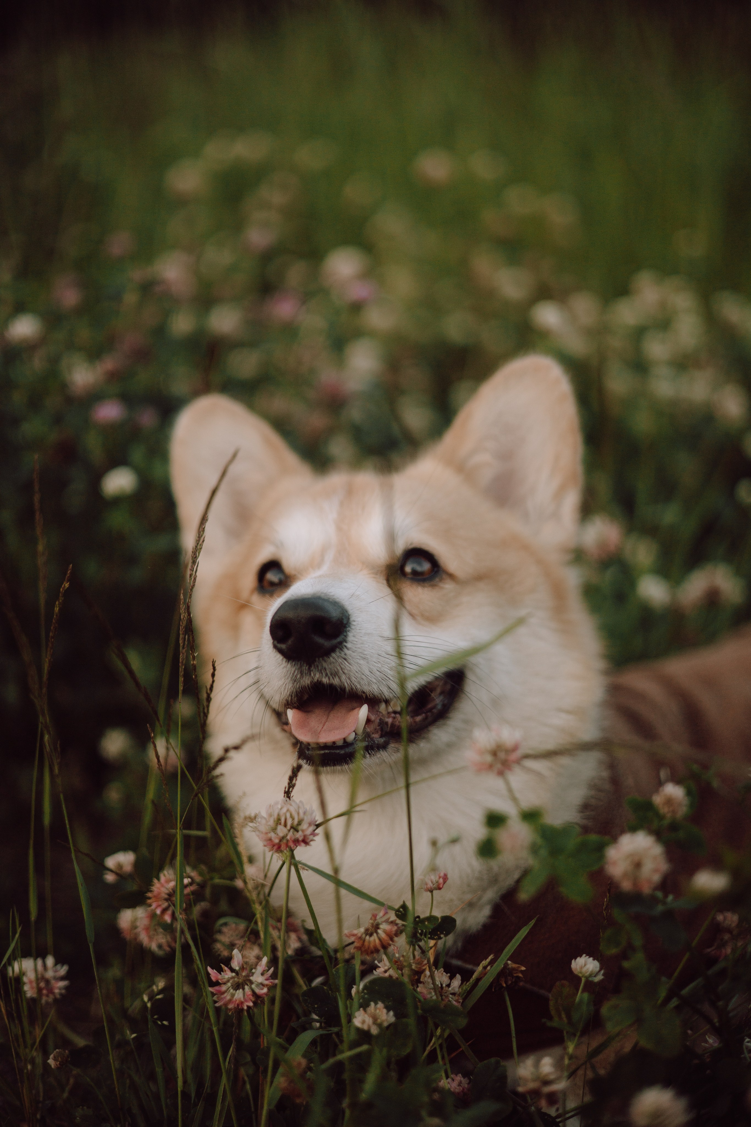 Фёдор и ребята. Фотограф — анималист •love-story•|Санкт-Петербург