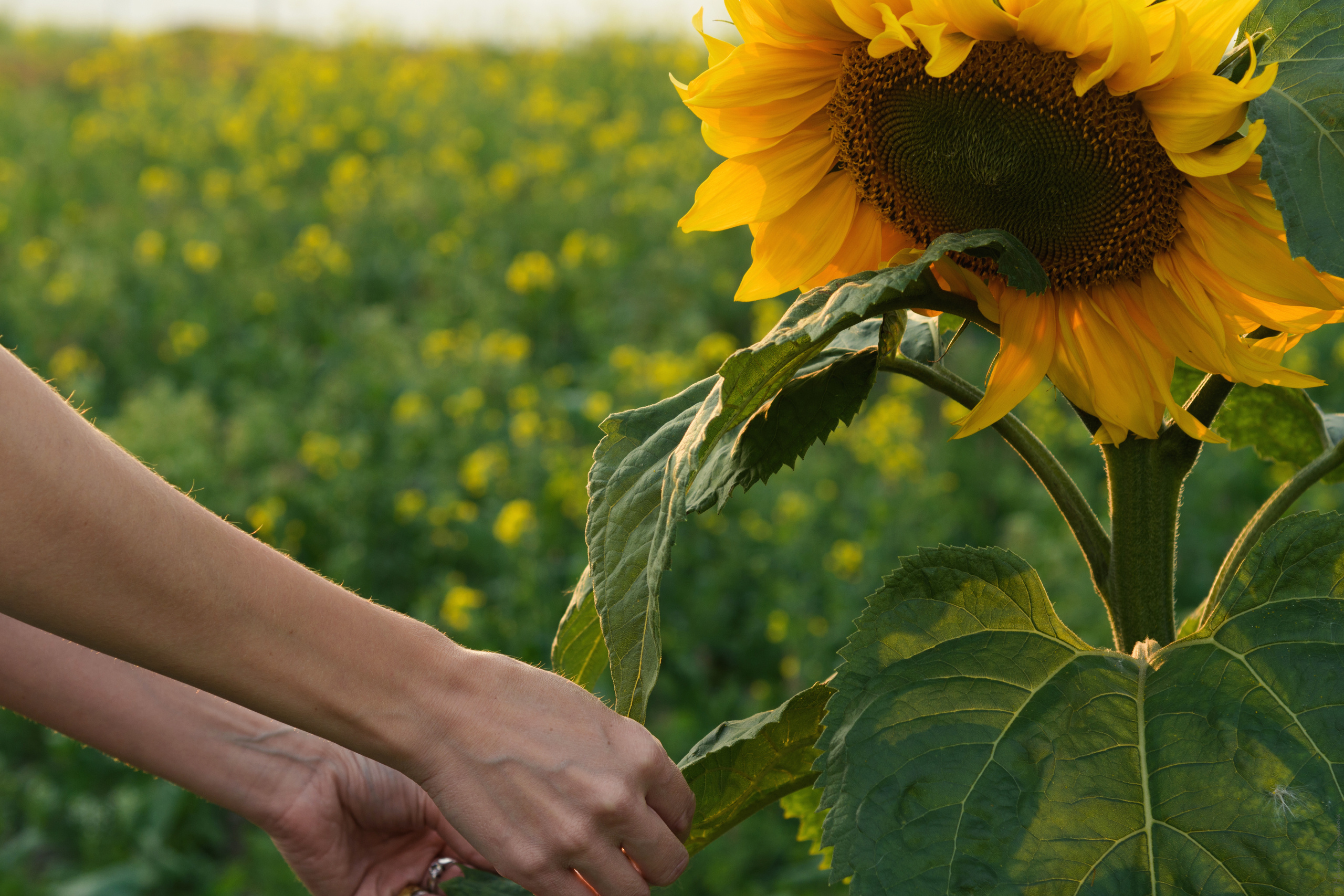 Контакты фотографа. Семейный и индивидуальный фотограф Life style в Санкт-Петербурге Мария