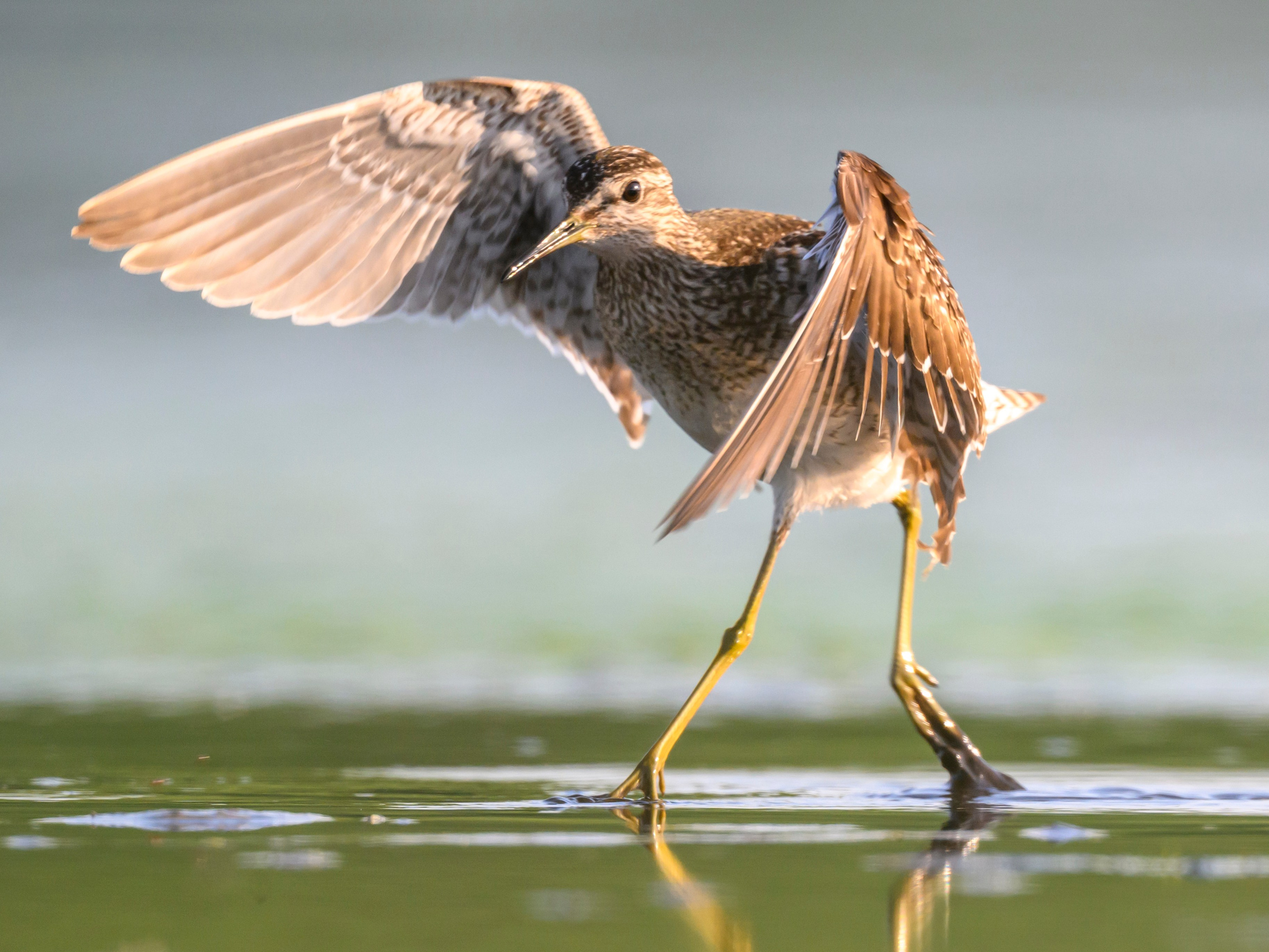Поручейники и щеголь. Wildlife photography by Sergey Puponin