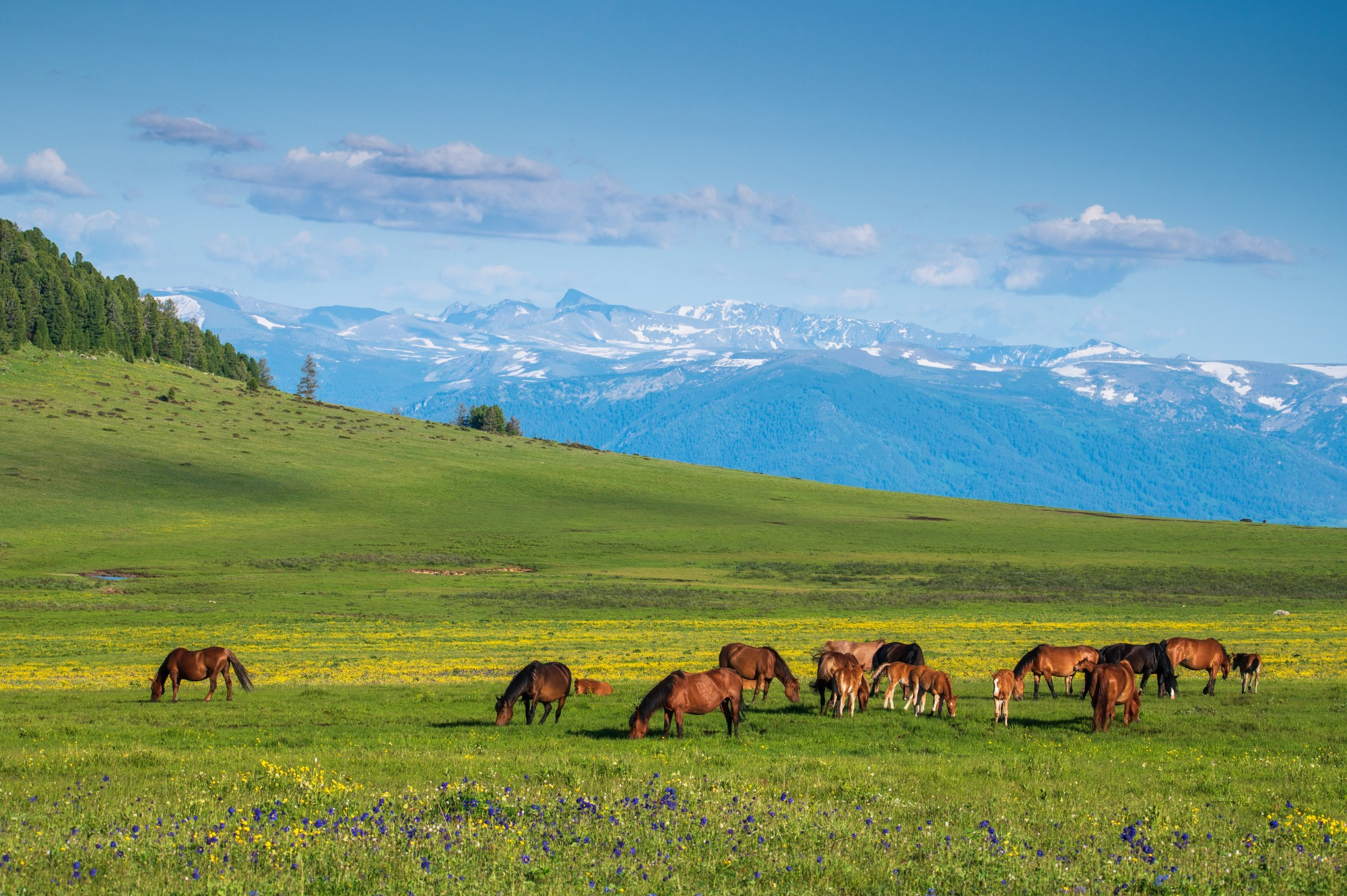 Лето в Горном Алтае. Профессиональный пейзажный фотограф Алёна Рубан