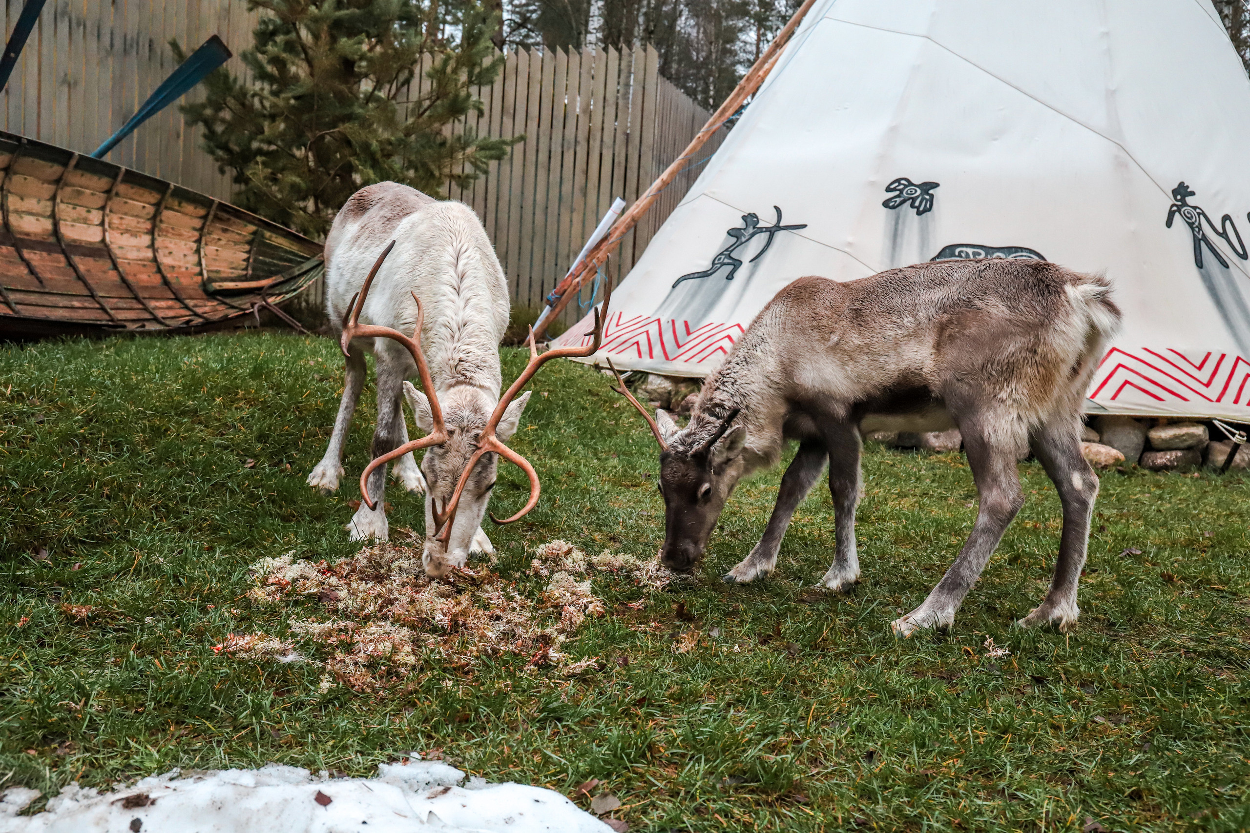 ТипиЮкки. Фотограф в Санкт-Петербурге Наталья Брилькова