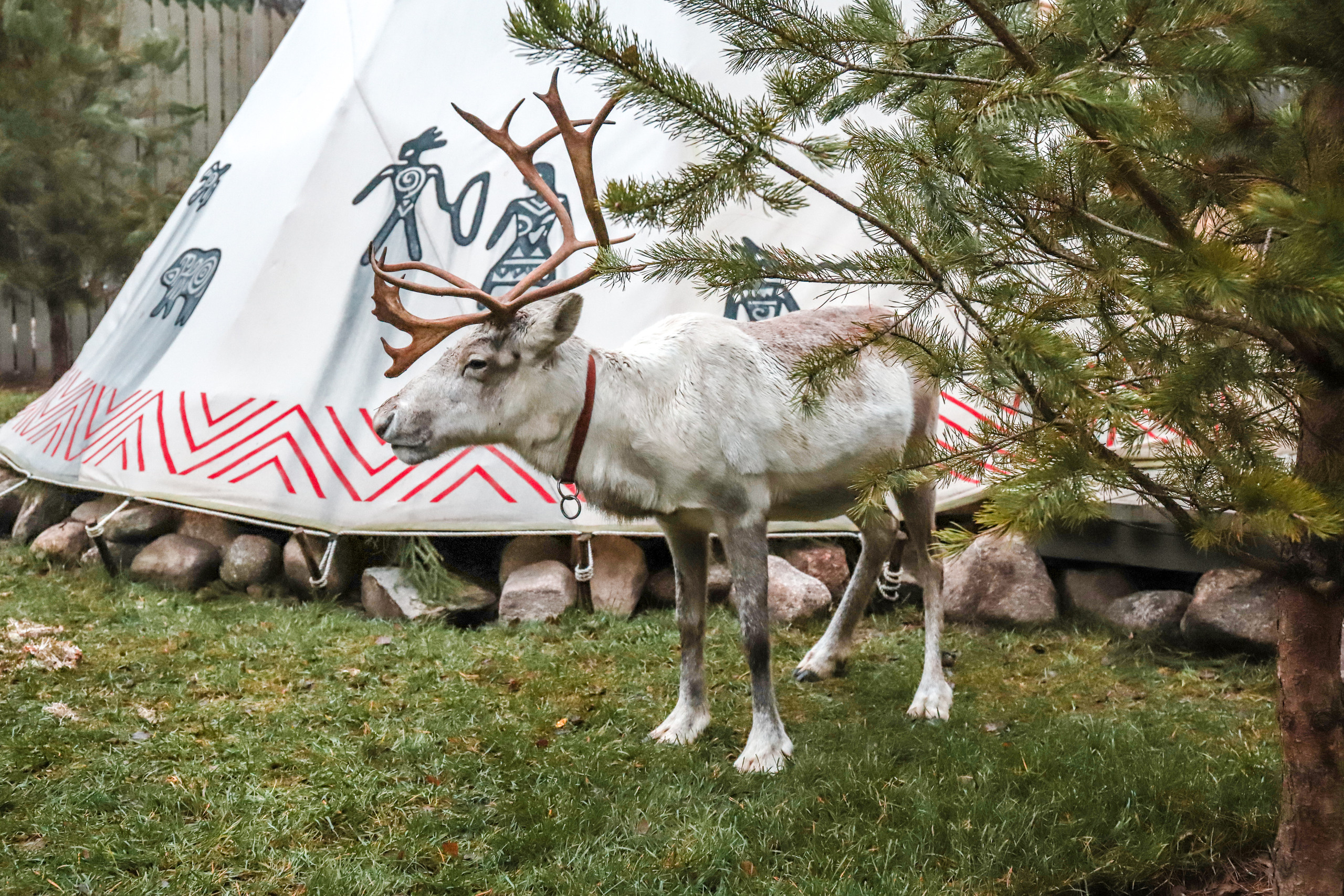 ТипиЮкки. Фотограф в Санкт-Петербурге Наталья Брилькова