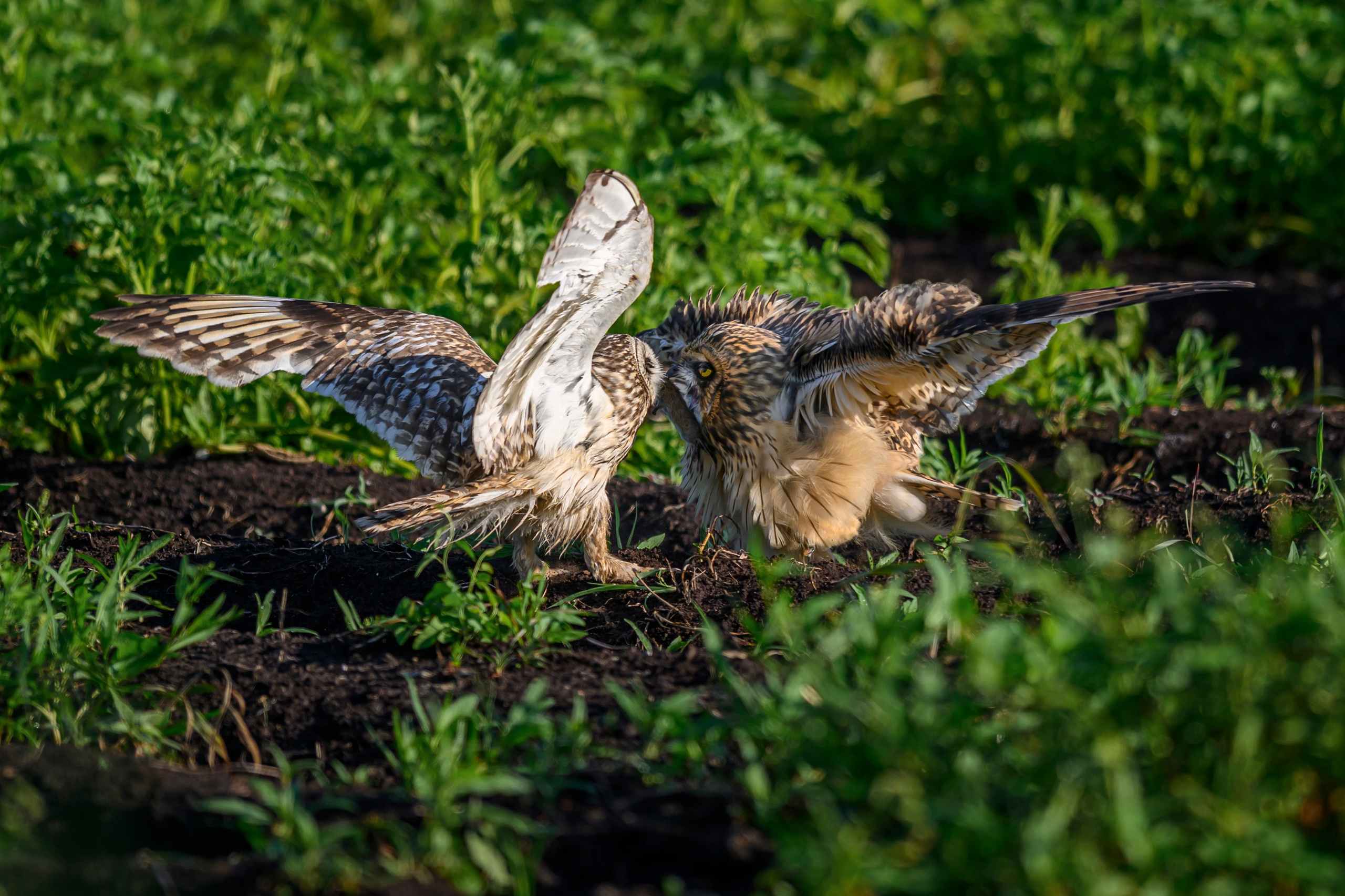 Совята завтракают. The owlets are having breakfast. Wildlife photography by Sergey Puponin
