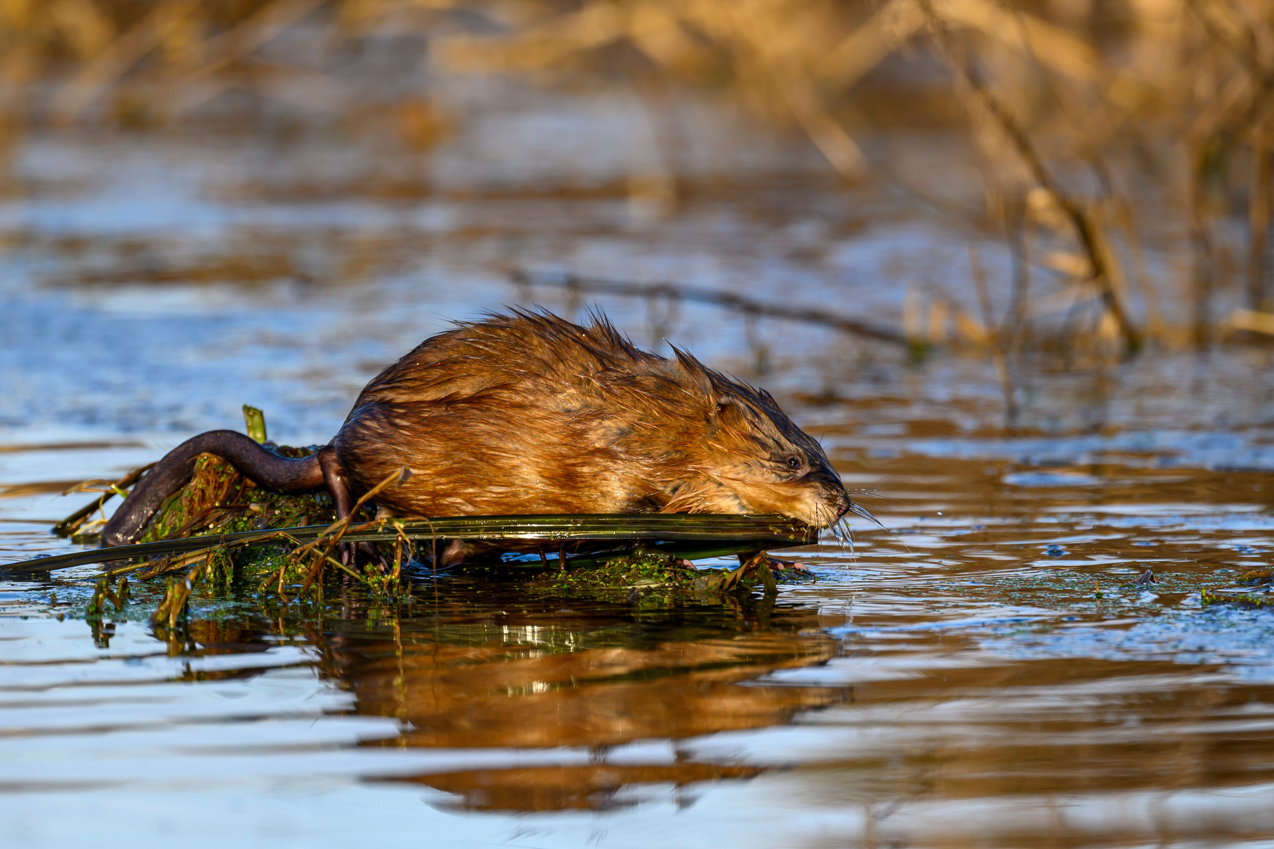 Журавли и ондатра. Wildlife photography by Sergey Puponin